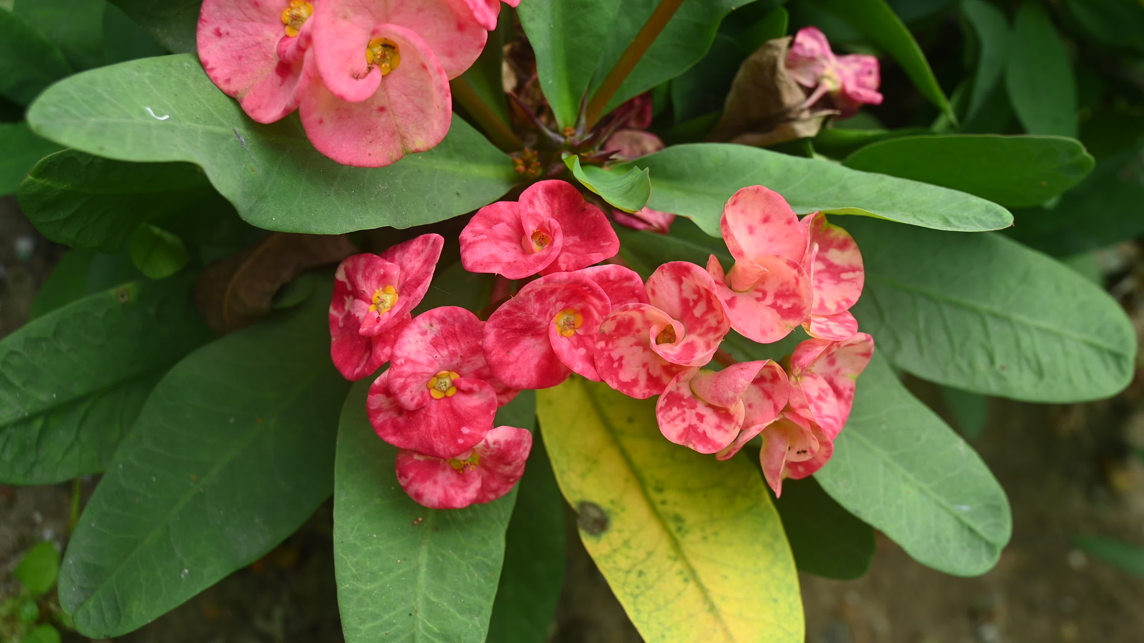 Euphorbia milii - Crowns of Thorns Plant  - Plant India
