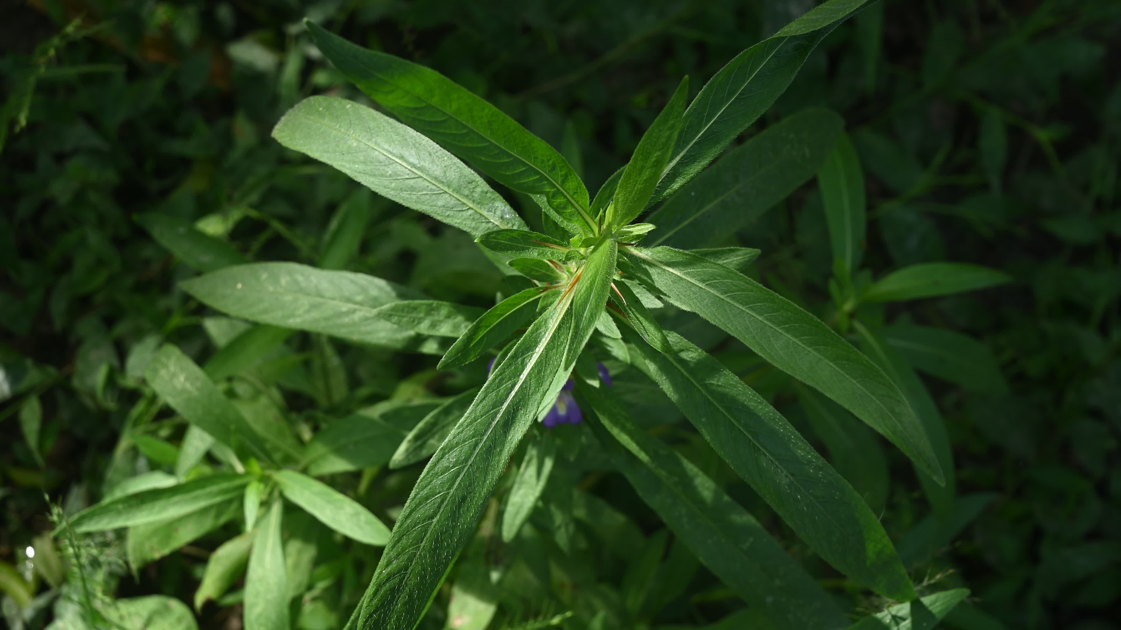 Hygrophila auriculata - Hygrophila Plant - Plant India
