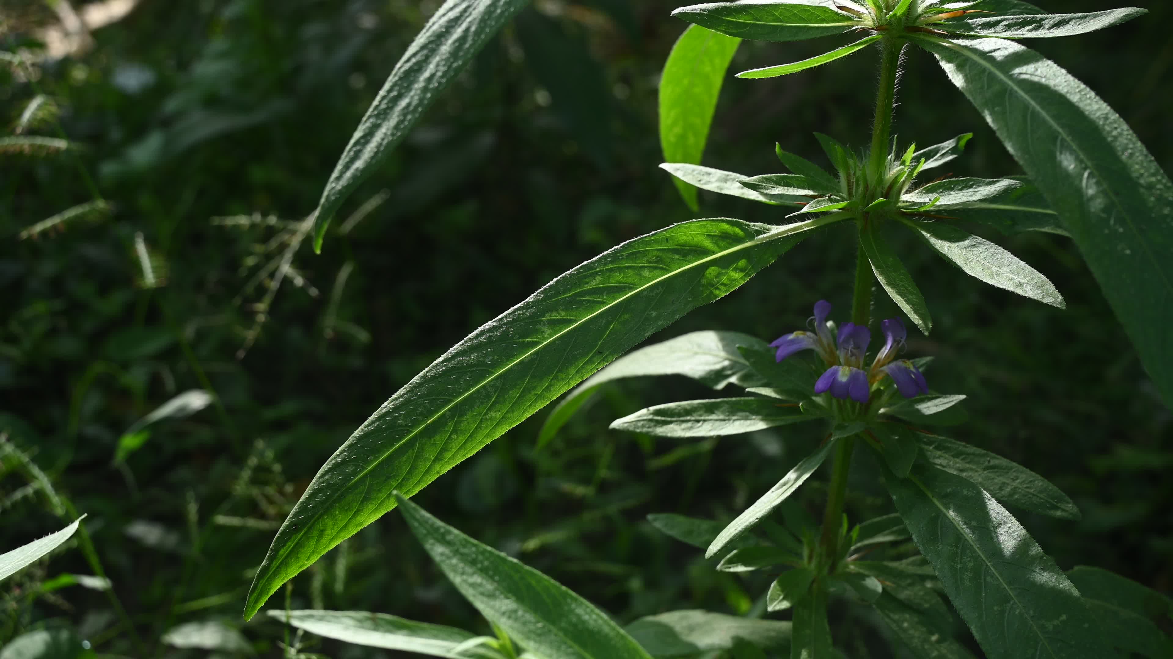 Hygrophila auriculata - Hygrophila Plant - Plant India
