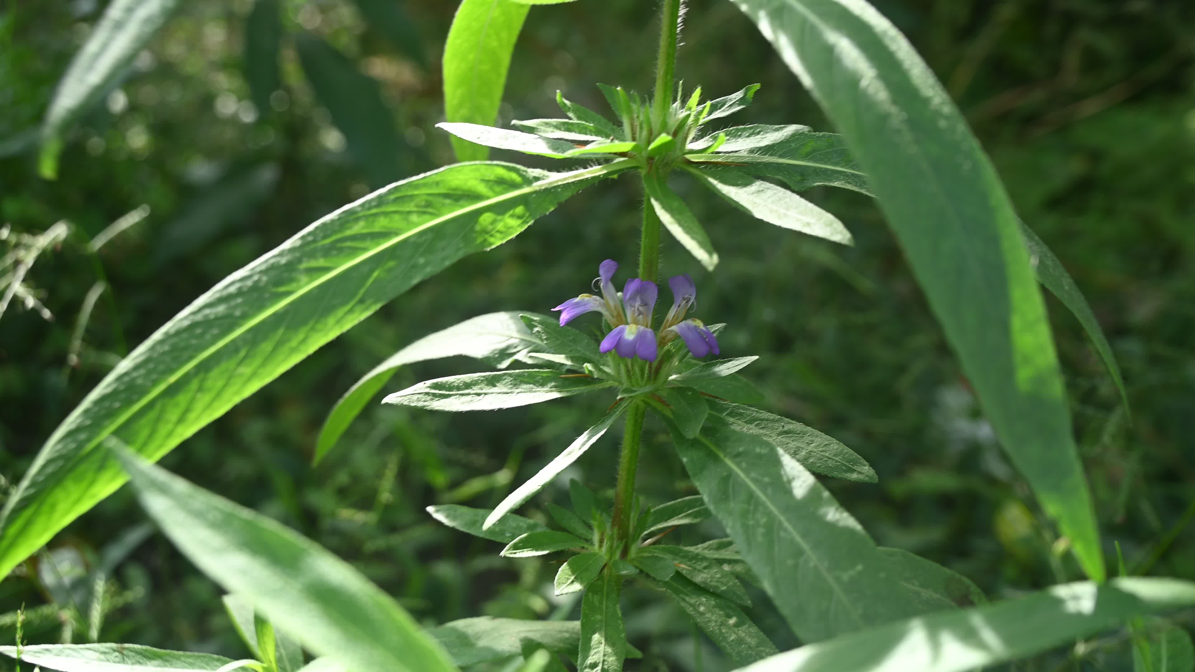 Hygrophila auriculata - Hygrophila Plant - Plant India
