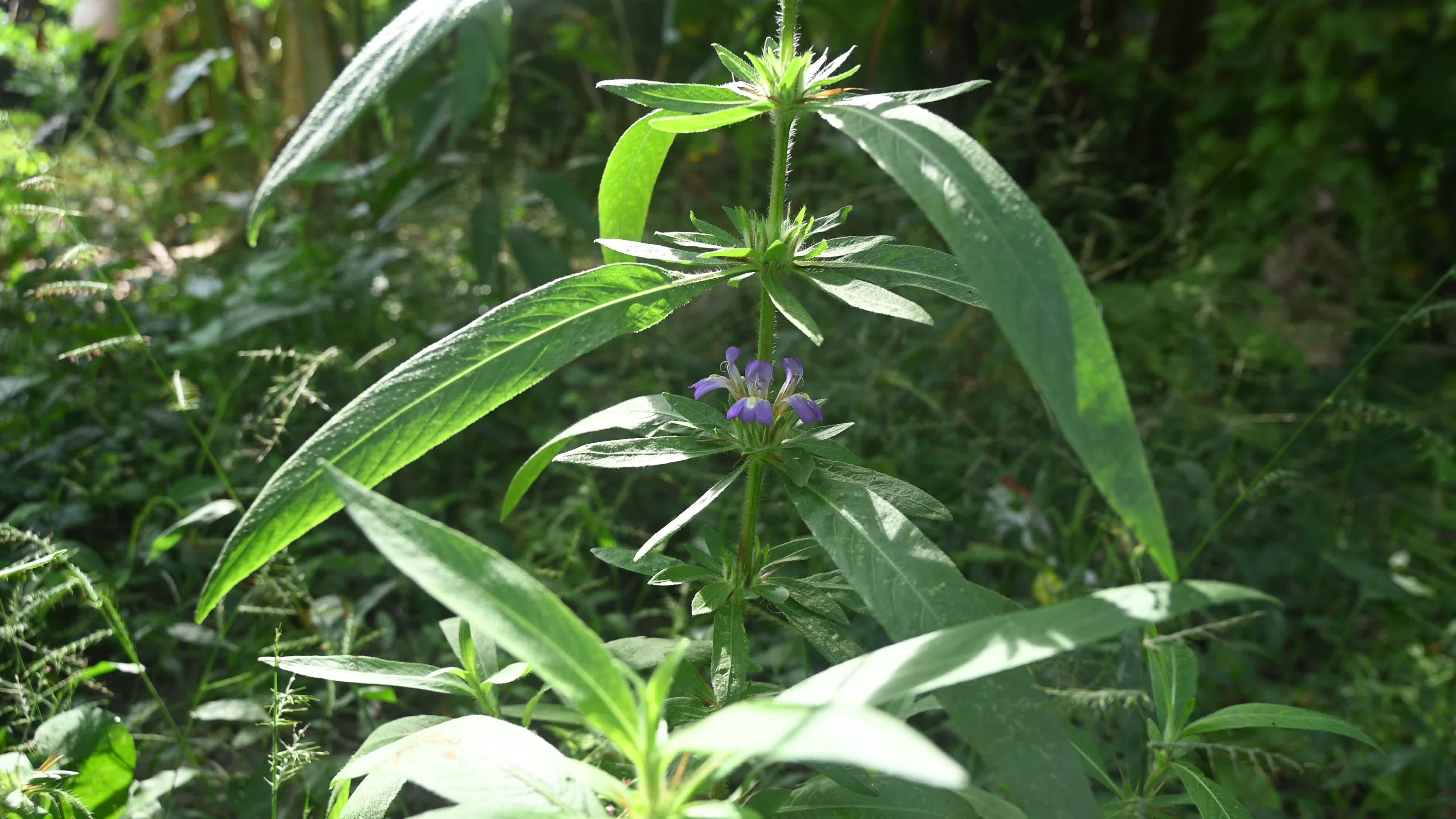 Hygrophila auriculata - Hygrophila Plant - Plant India
