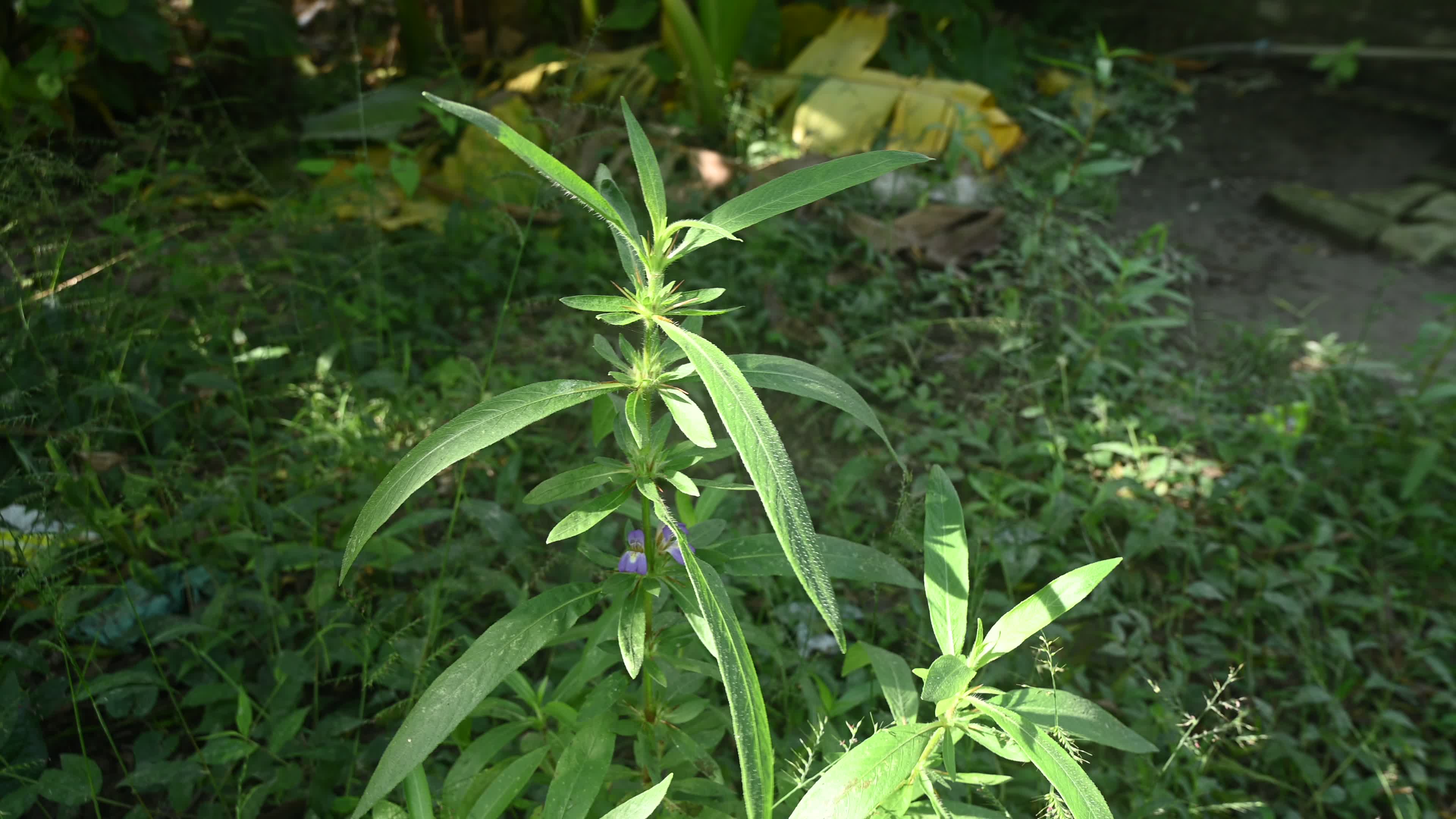 Hygrophila auriculata - Hygrophila Plant - Plant India
