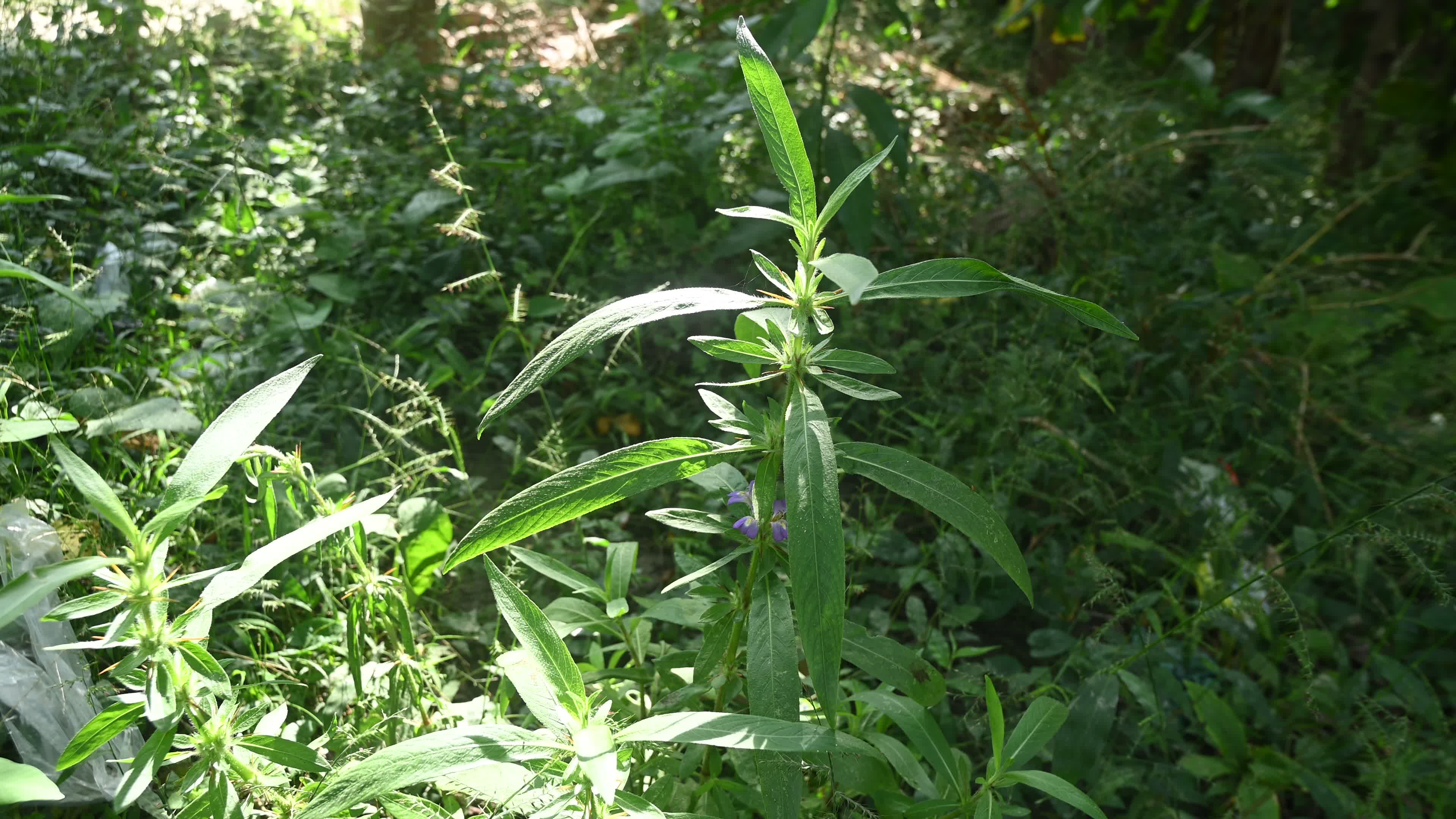 Hygrophila auriculata - Hygrophila Plant - Plant India
