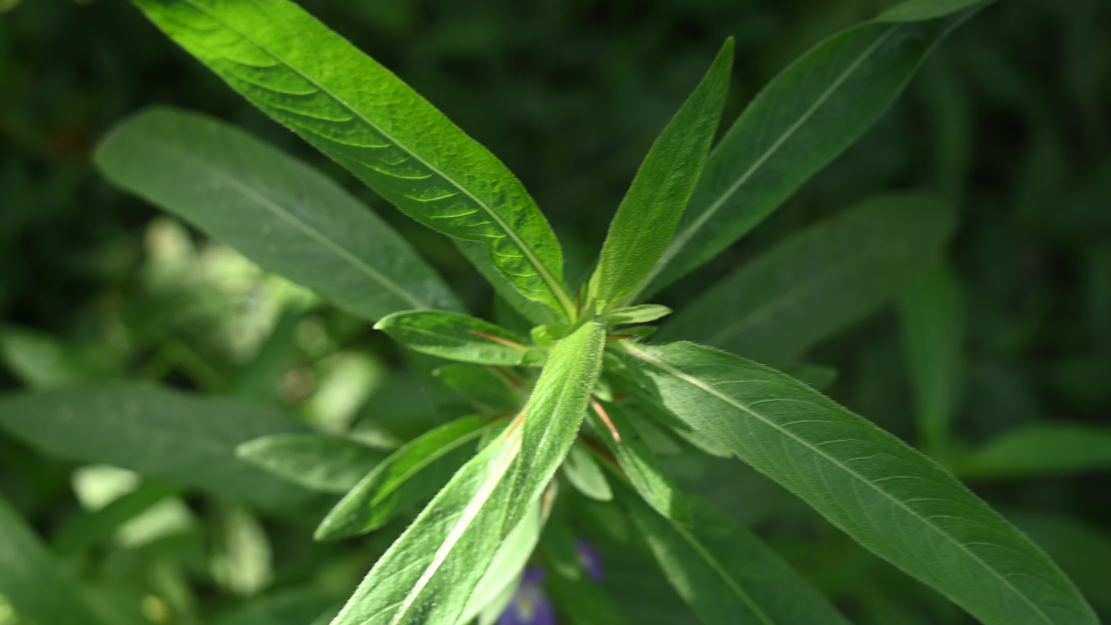 Hygrophila auriculata - Hygrophila Plant - Plant India
