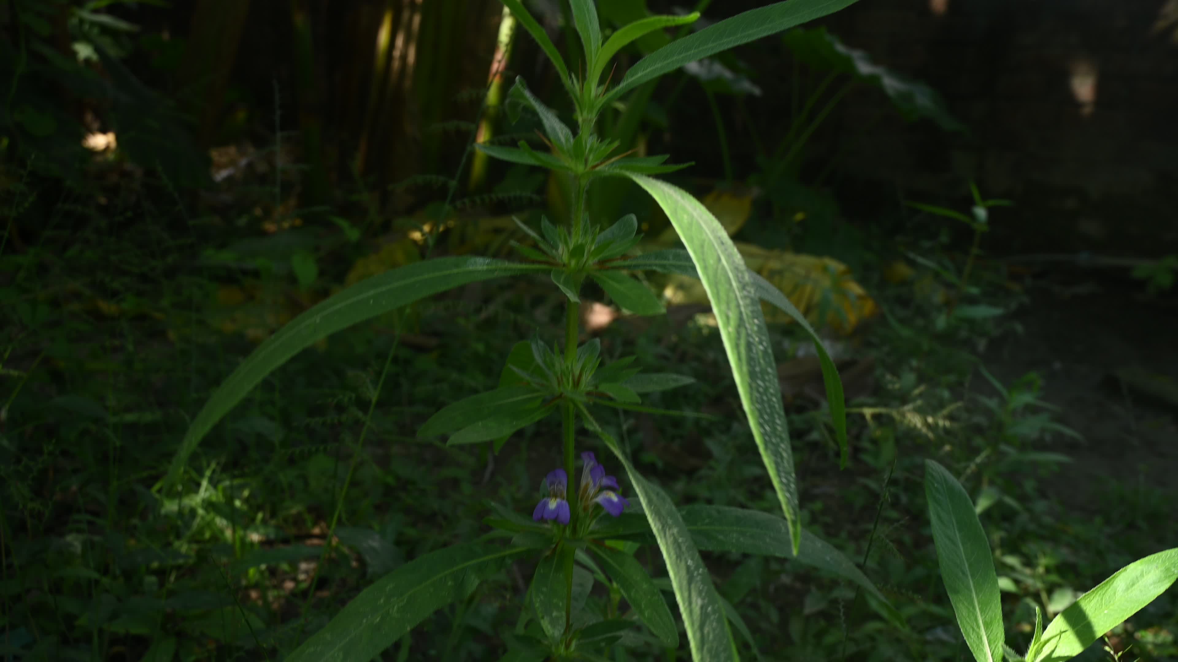 Hygrophila auriculata - Hygrophila Plant - Plant India

