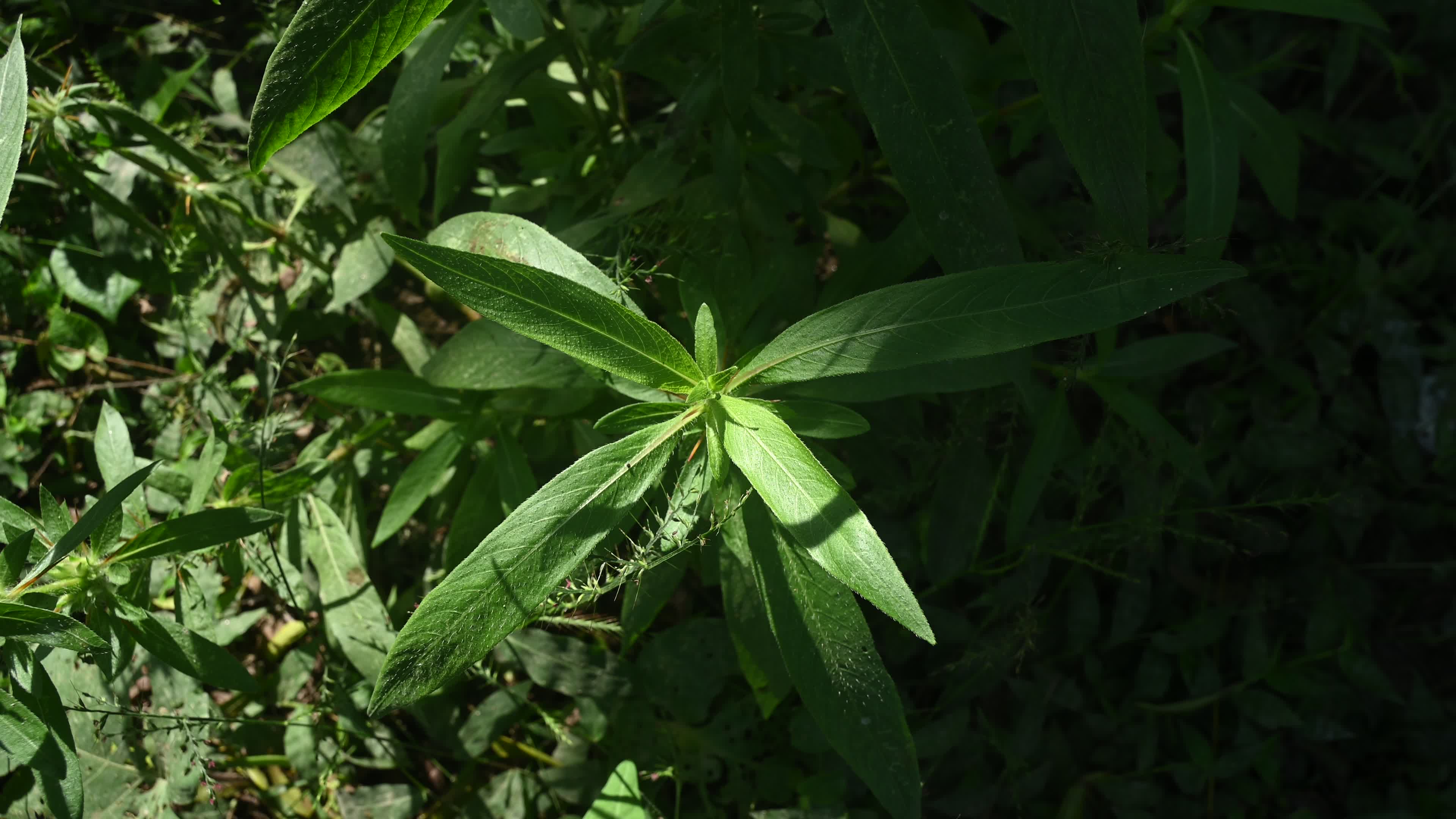 Hygrophila auriculata - Hygrophila Plant - Plant India
