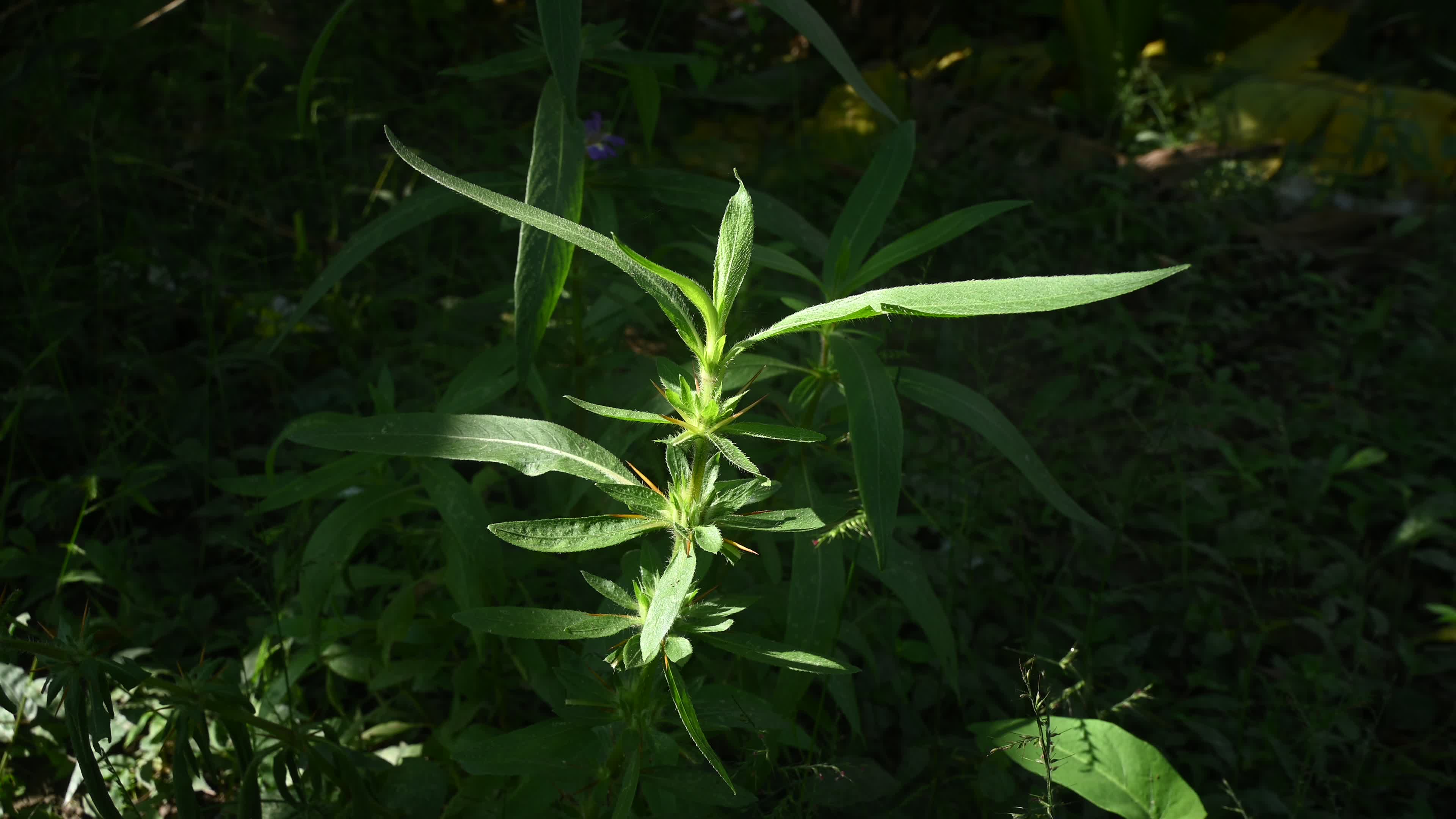 Hygrophila auriculata - Hygrophila Plant - Plant India
