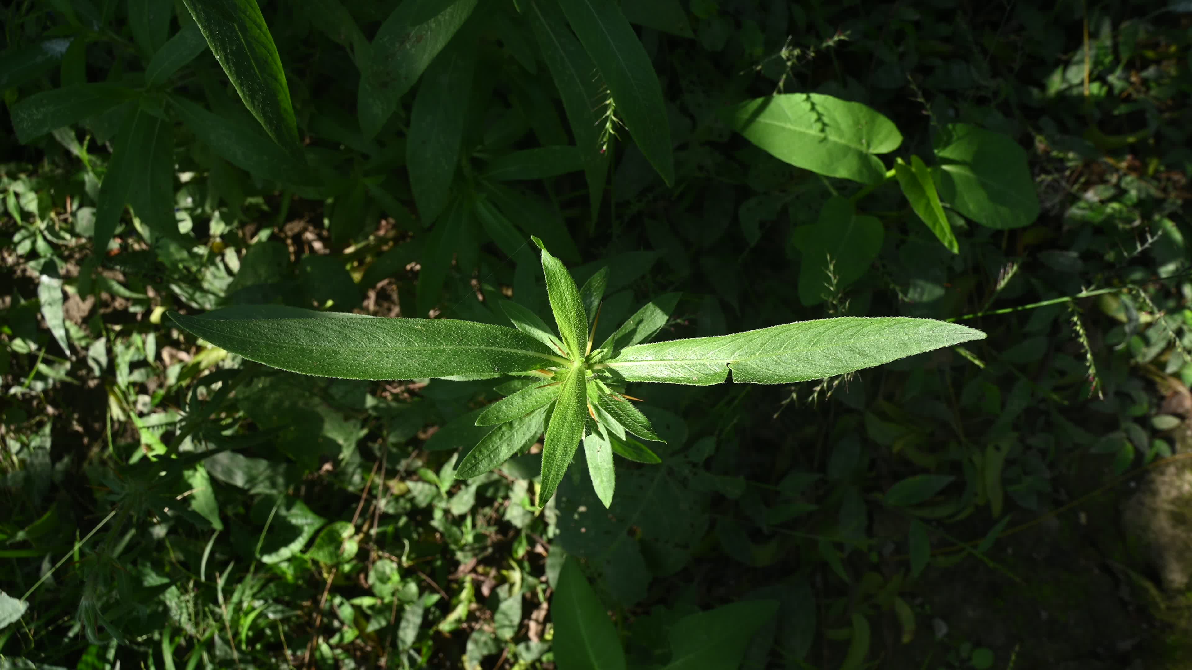 Hygrophila auriculata - Hygrophila Plant - Plant India

