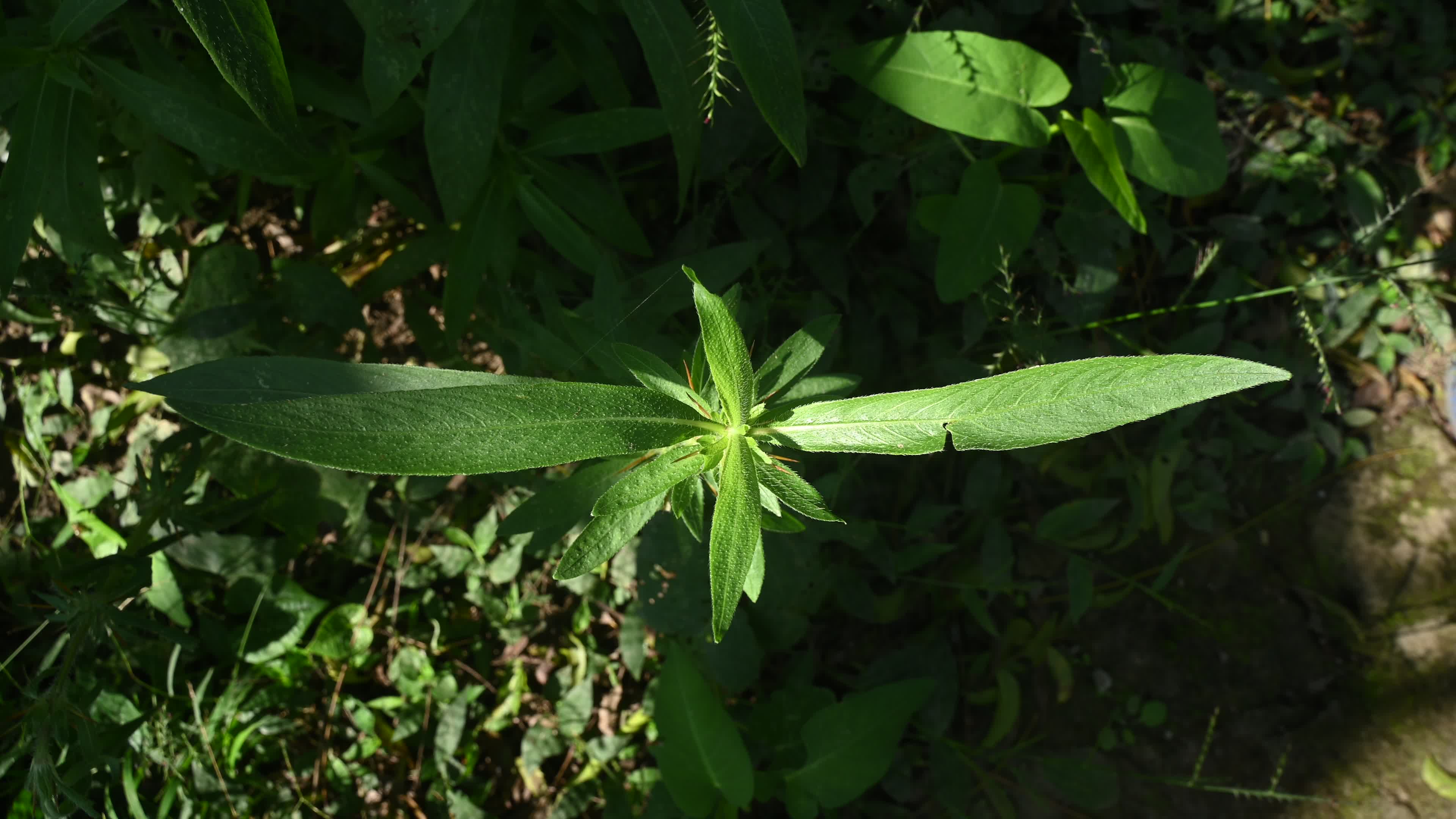 Hygrophila auriculata - Hygrophila Plant - Plant India
