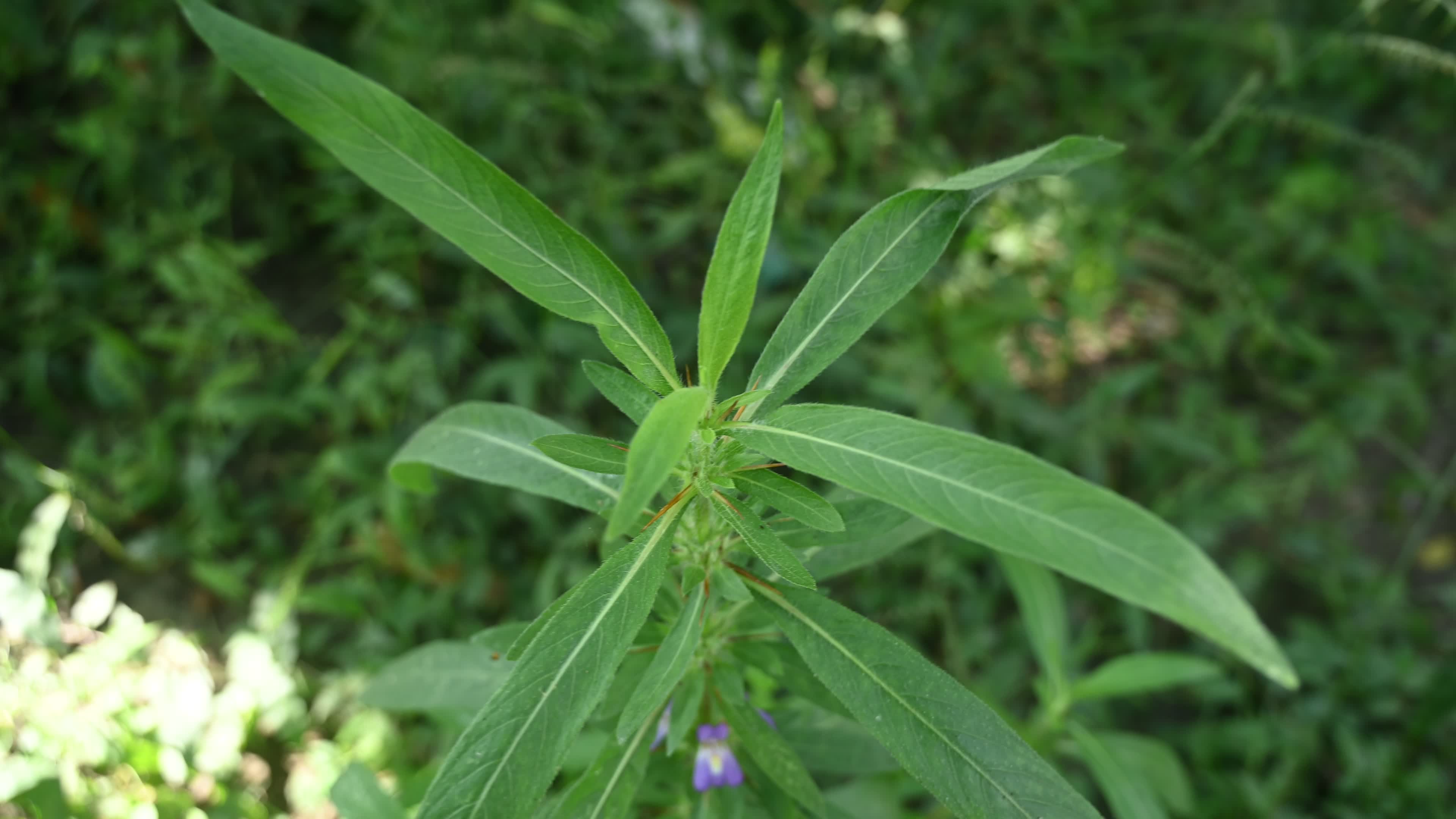Hygrophila auriculata - Hygrophila Plant - Plant India
