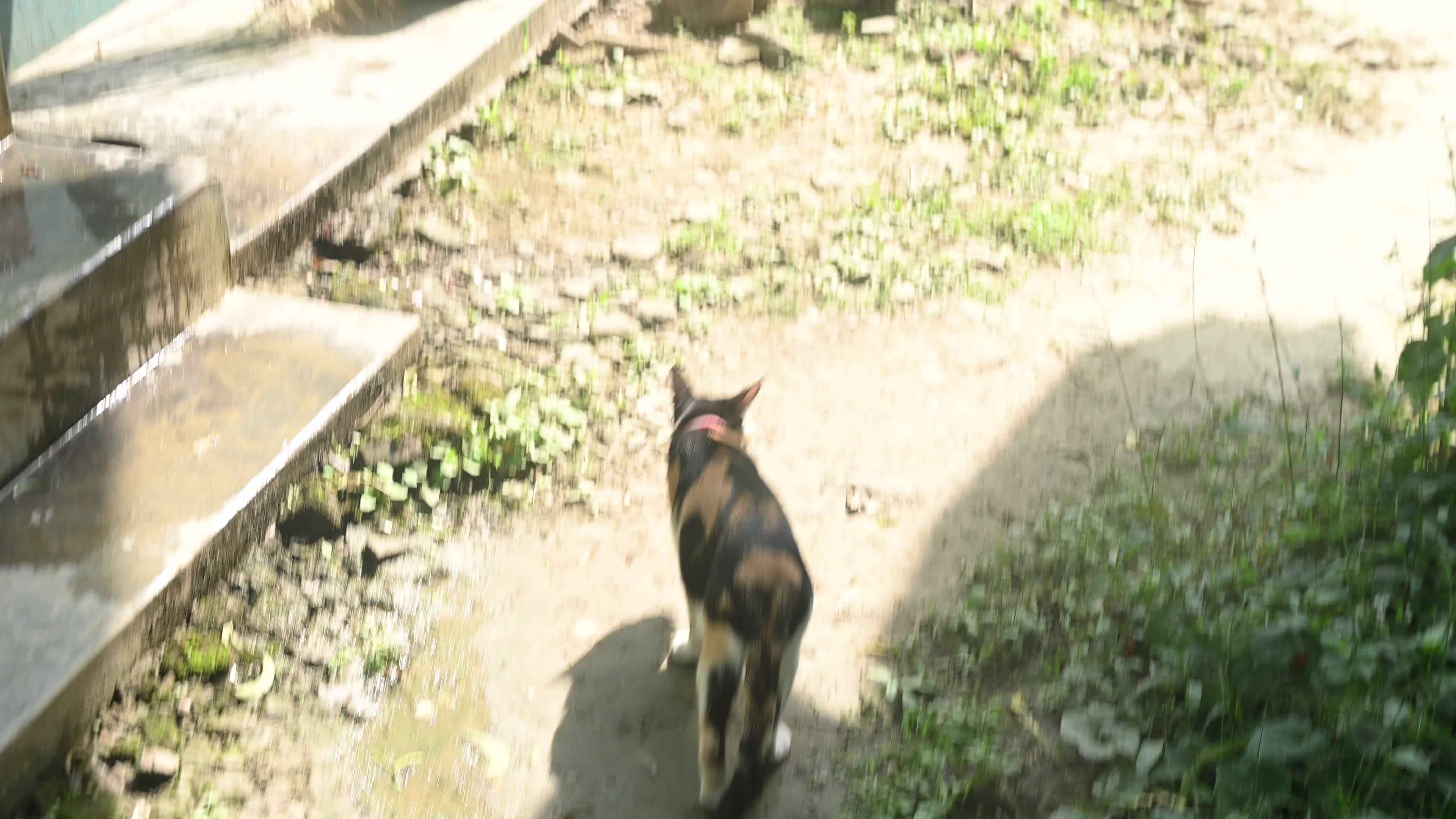 Cat asking for food - Animal Behavior - Domestic Animal 
