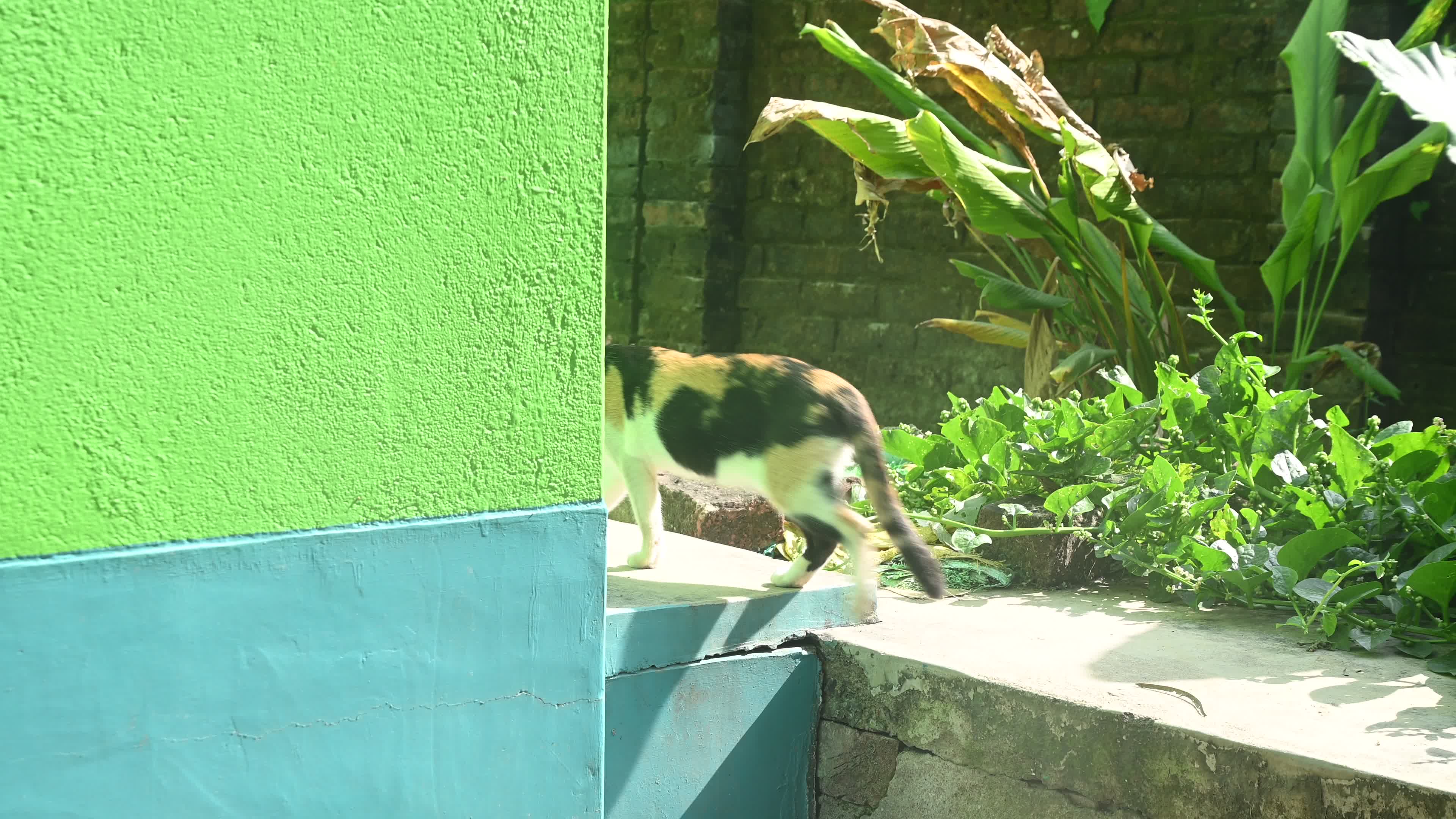 Cat asking for food - Animal Behavior - Domestic Animal 
