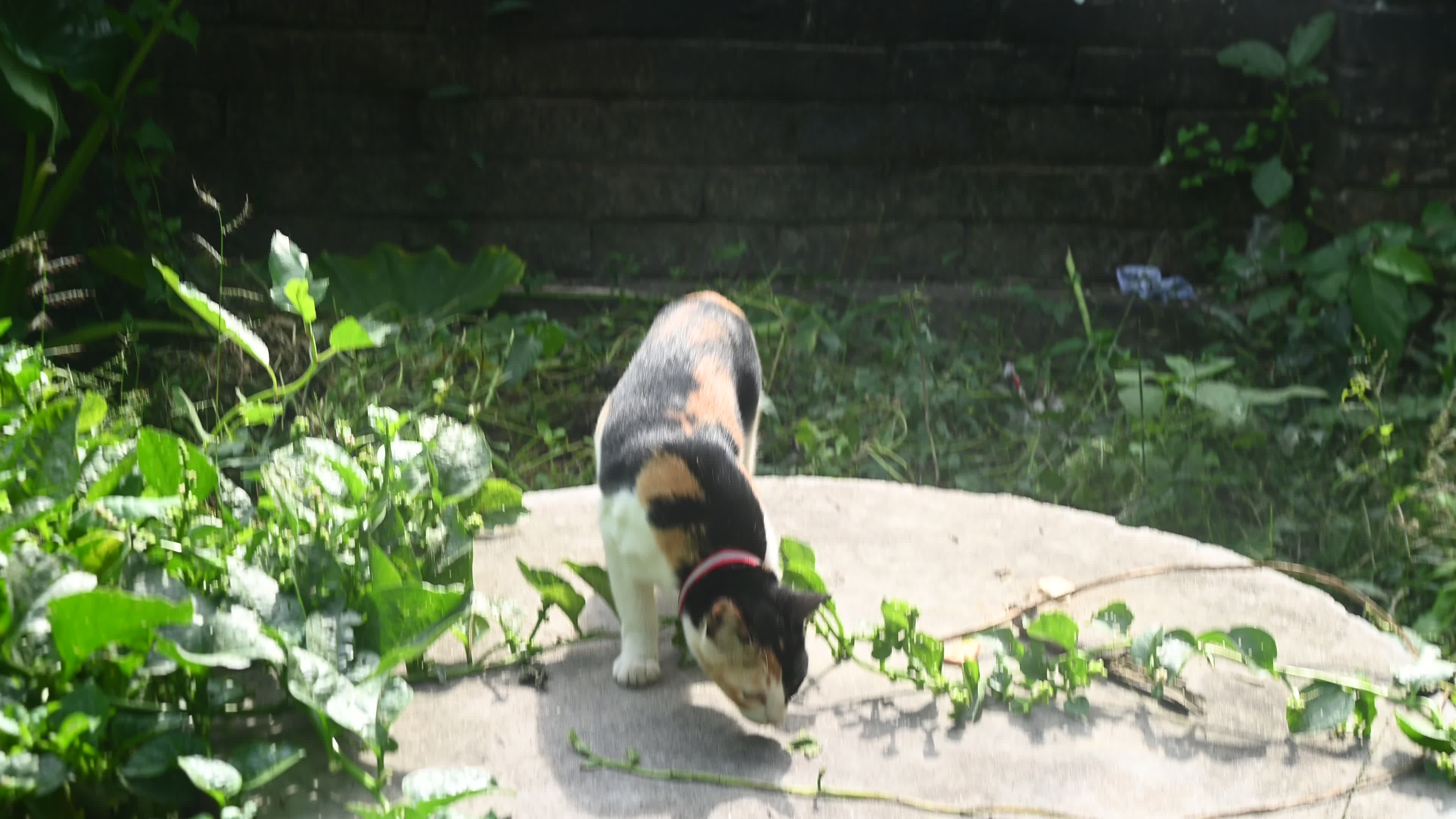Cat asking for food - Animal Behavior - Domestic Animal 
