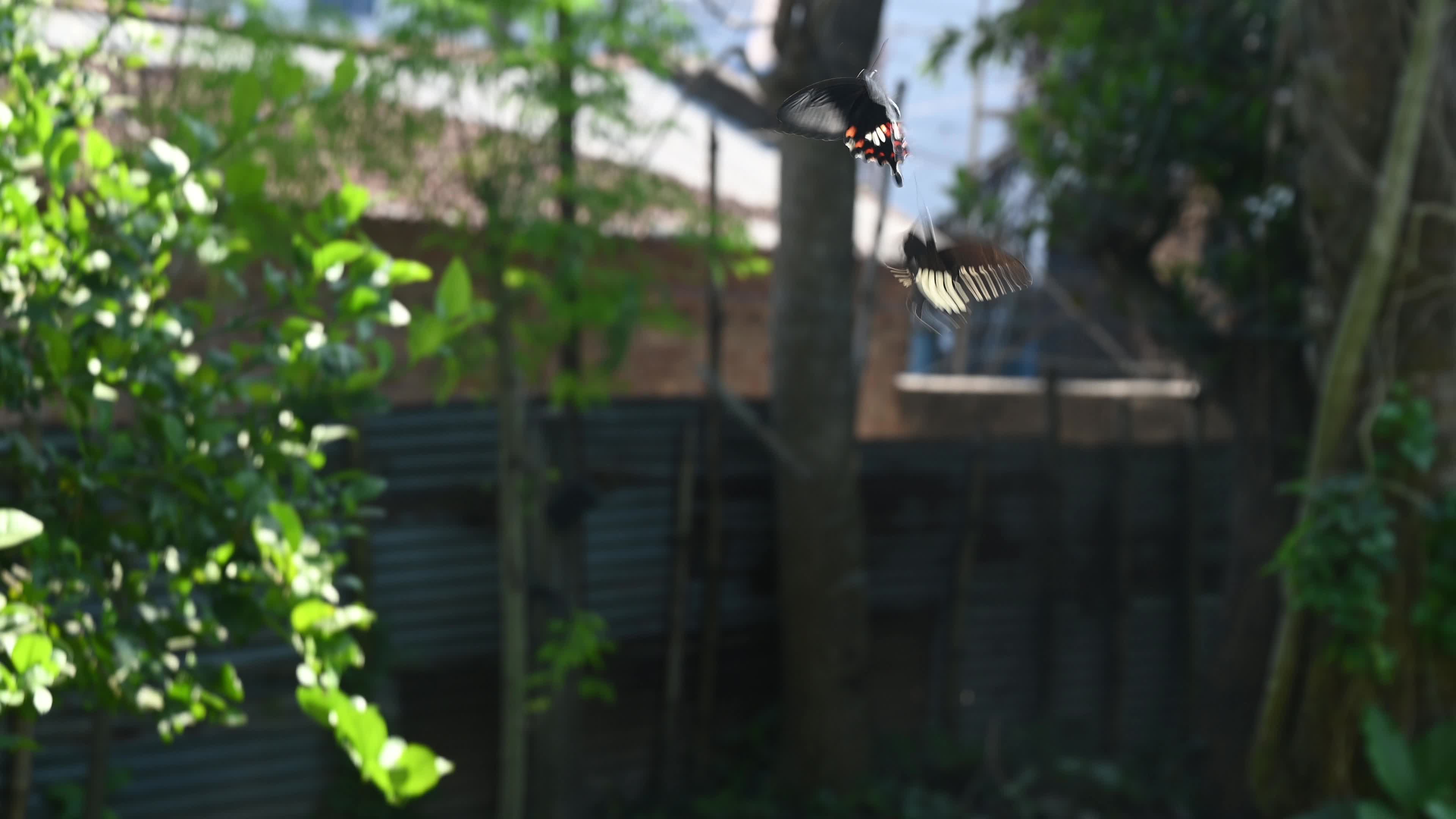 Papilio Polytes - Common Mormon Butterfly - Animal India
