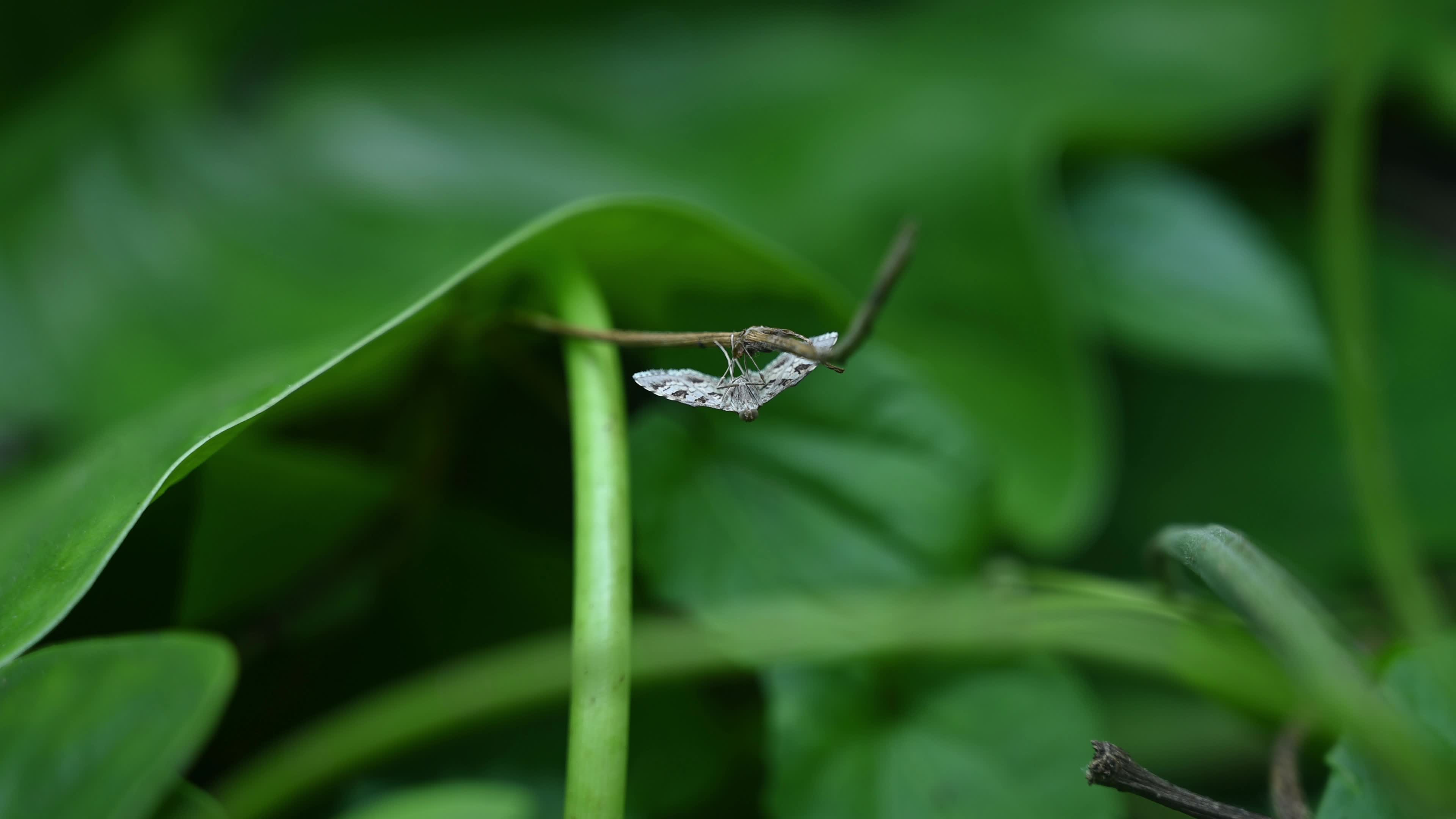 Banded Pearl moth - Sameodes Cancellalis - Crop Pest
