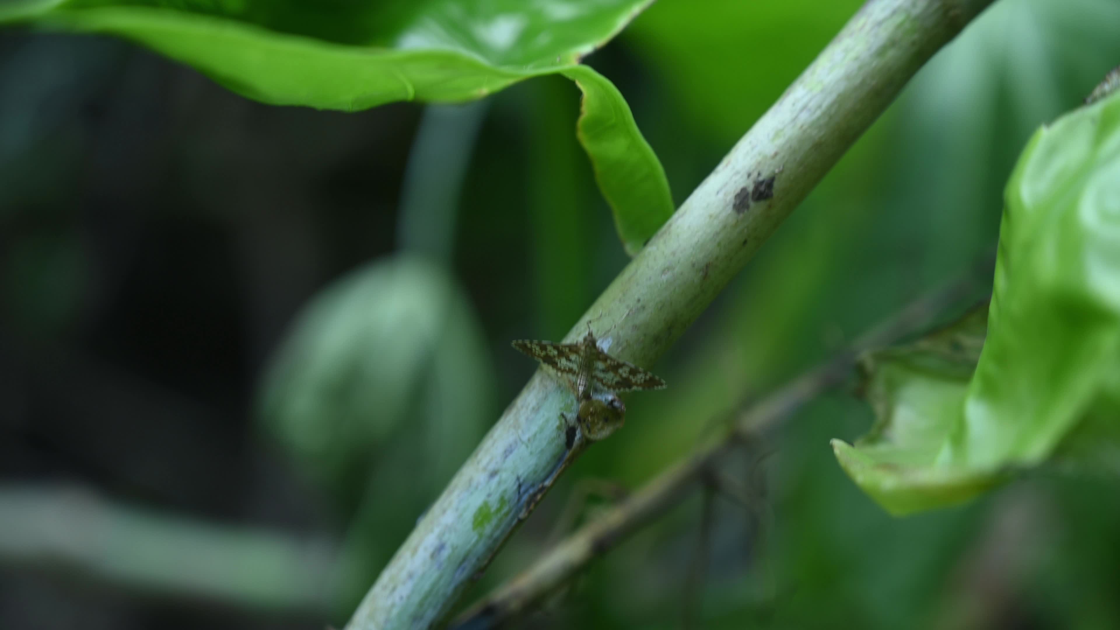 Banded Pearl moth - Sameodes Cancellalis - Crop Pest
