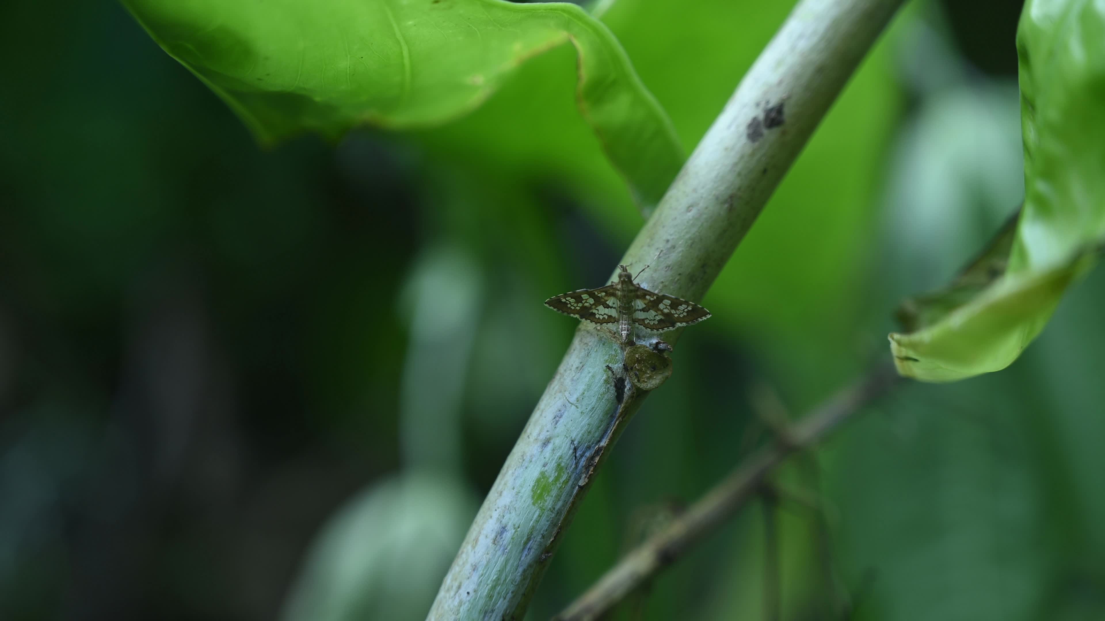 Banded Pearl moth - Sameodes Cancellalis - Crop Pest
