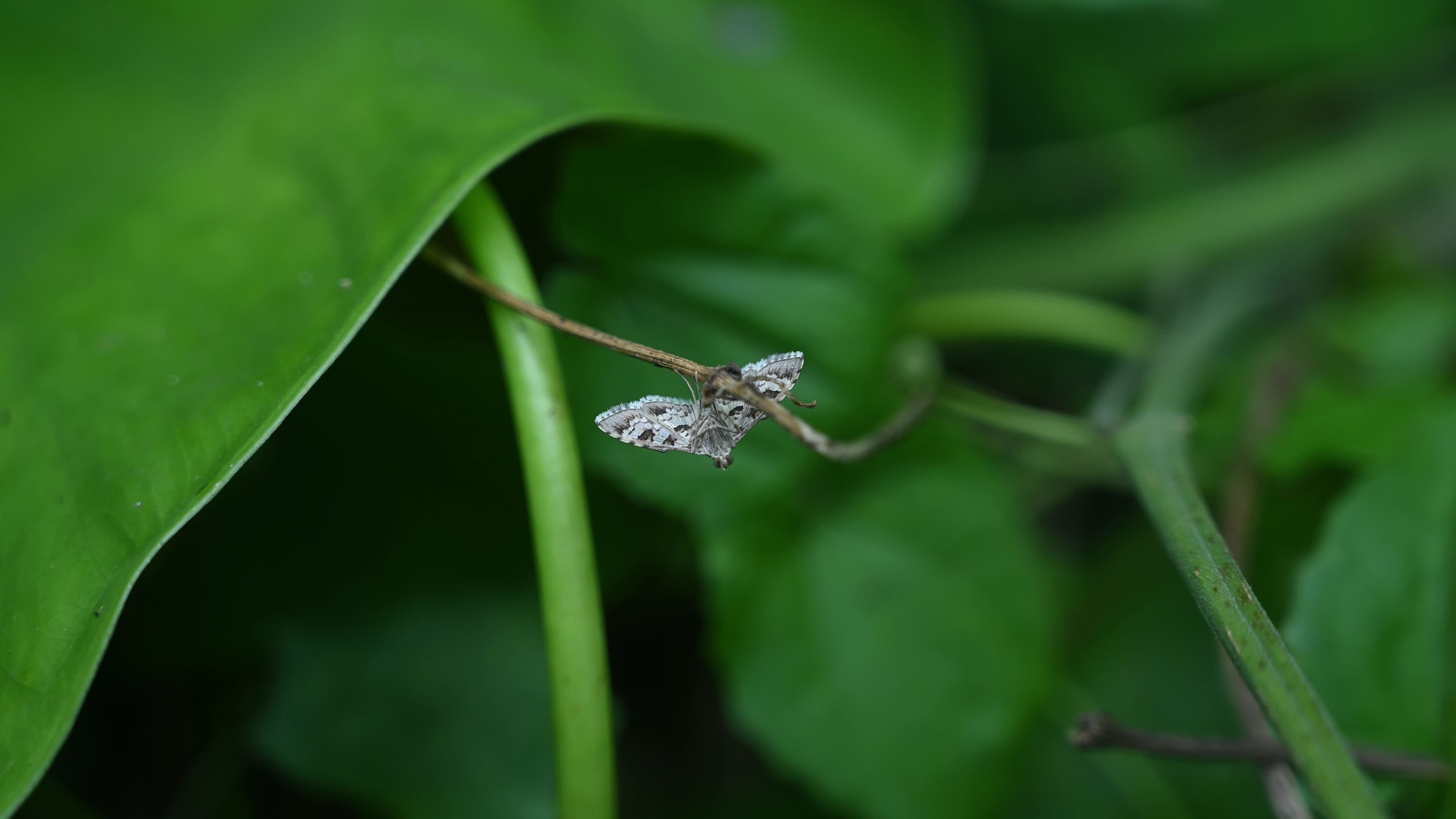Banded Pearl moth - Sameodes Cancellalis - Crop Pest
