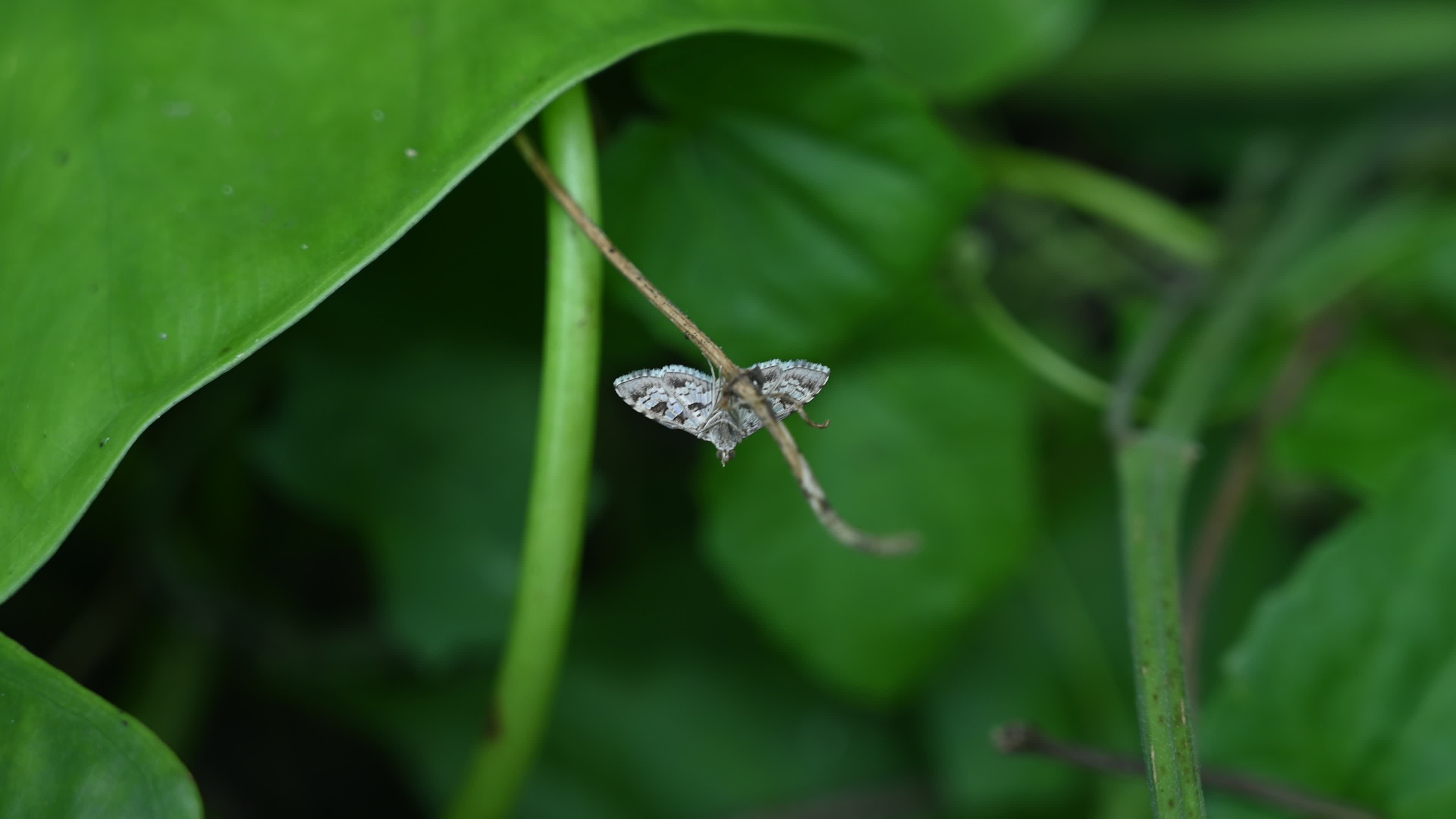 Banded Pearl moth - Sameodes Cancellalis - Crop Pest
