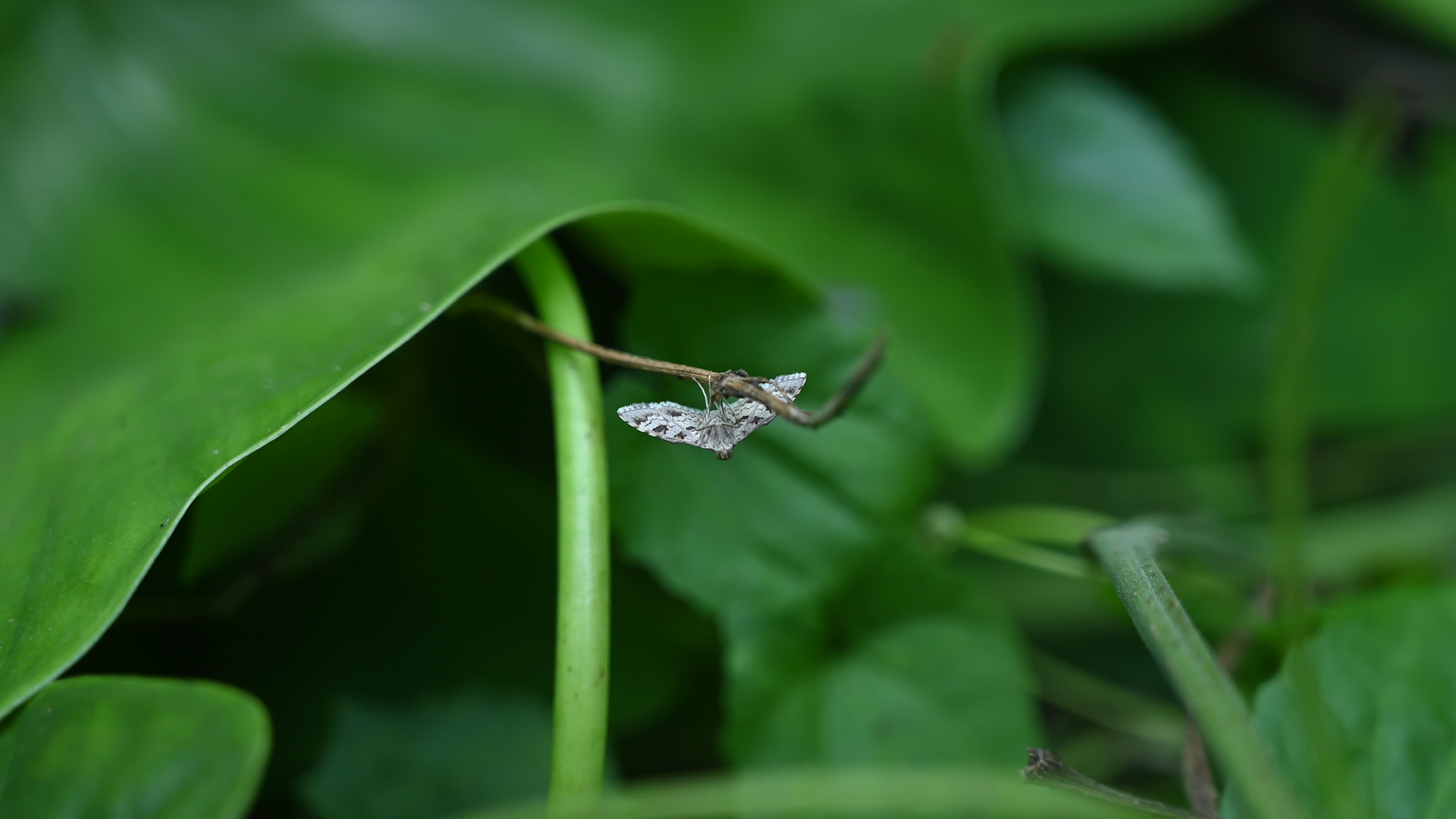 Banded Pearl moth - Sameodes Cancellalis - Crop Pest
