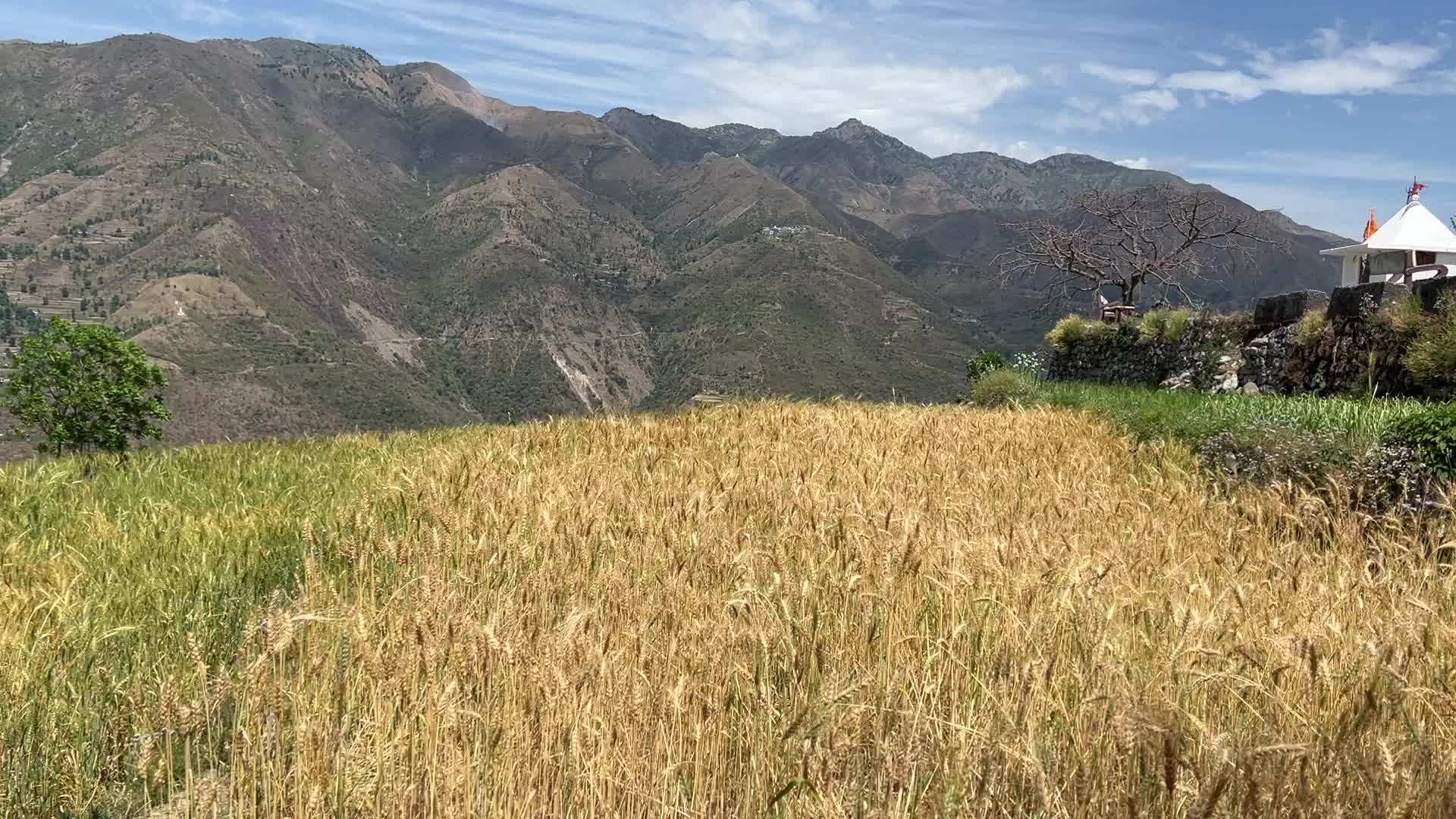 Wheat field in the Sainji Village