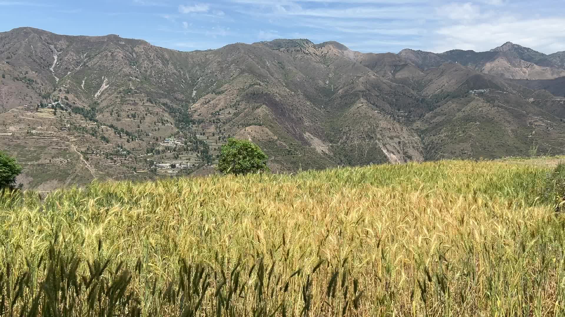 Wheat field in the Sainji Village