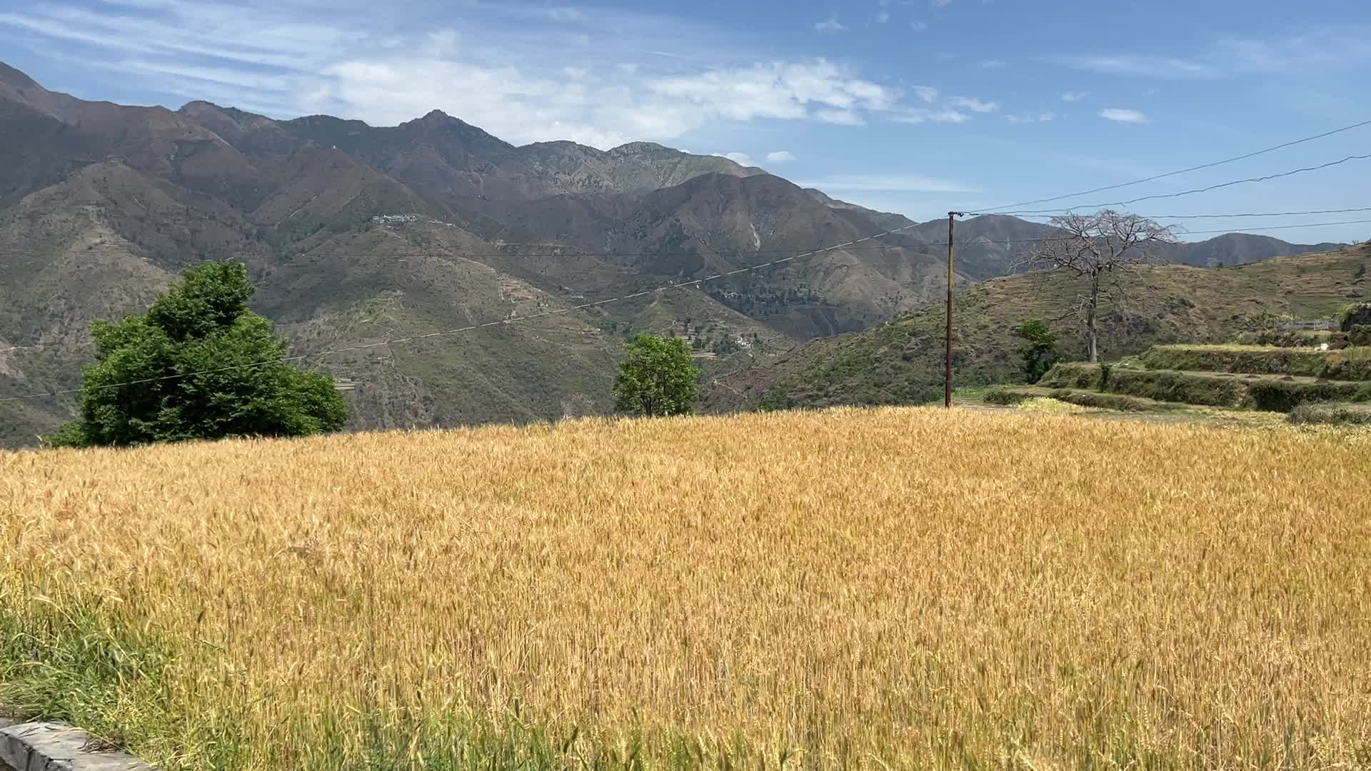 Wheat field in the Sainji Village