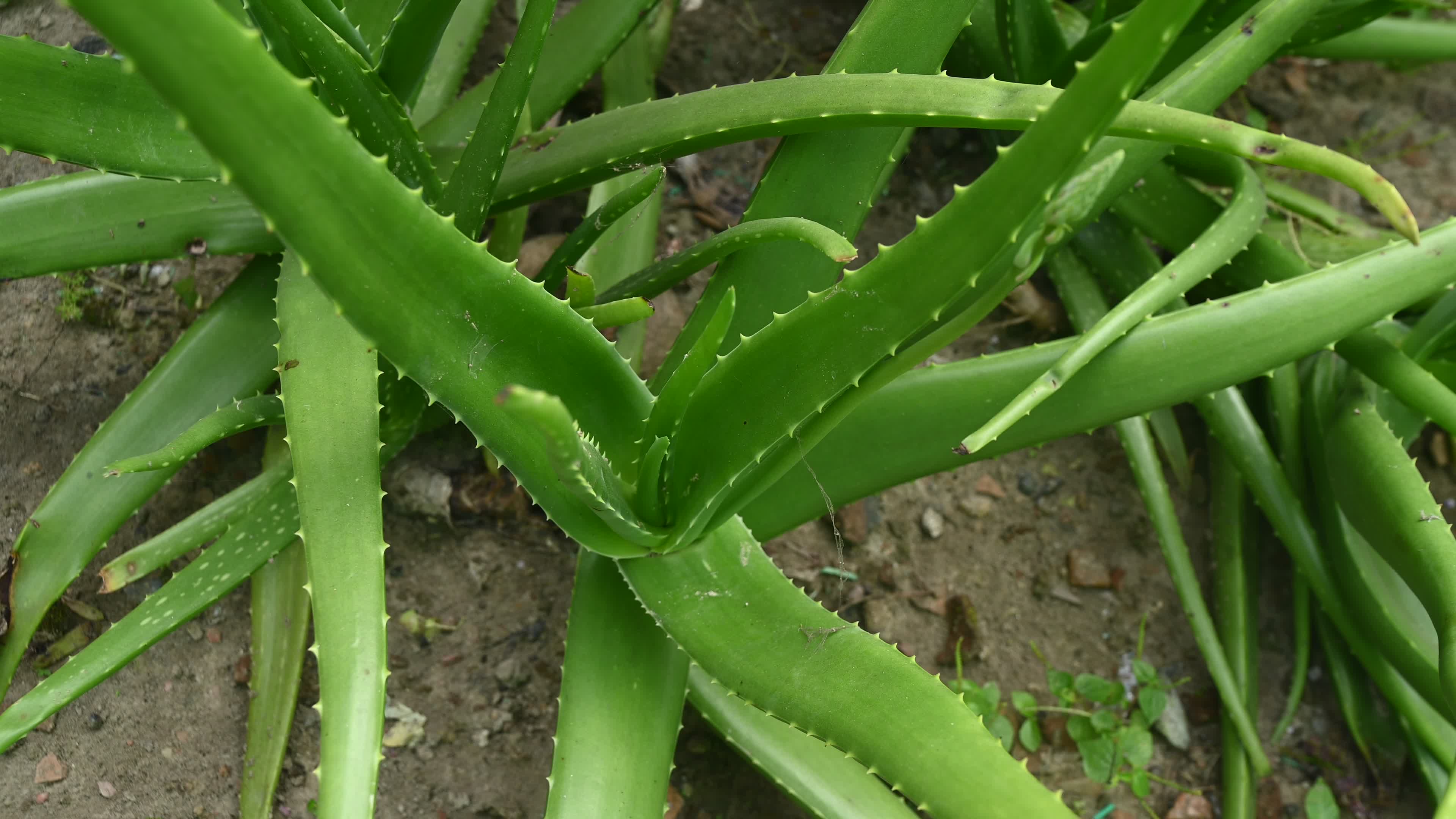 Aloe vera plant - Close-up
