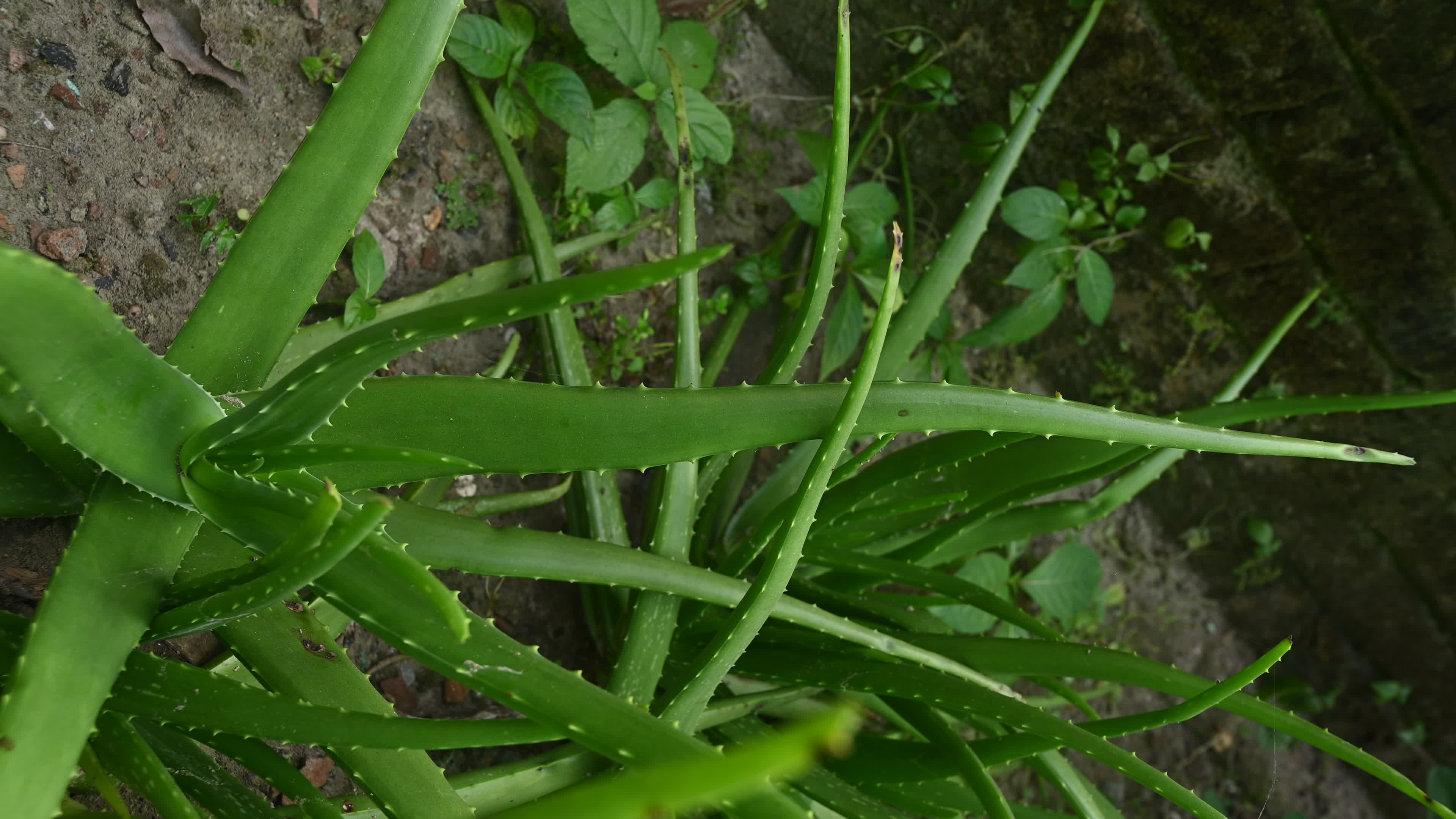 Aloe vera plant - Close-up
