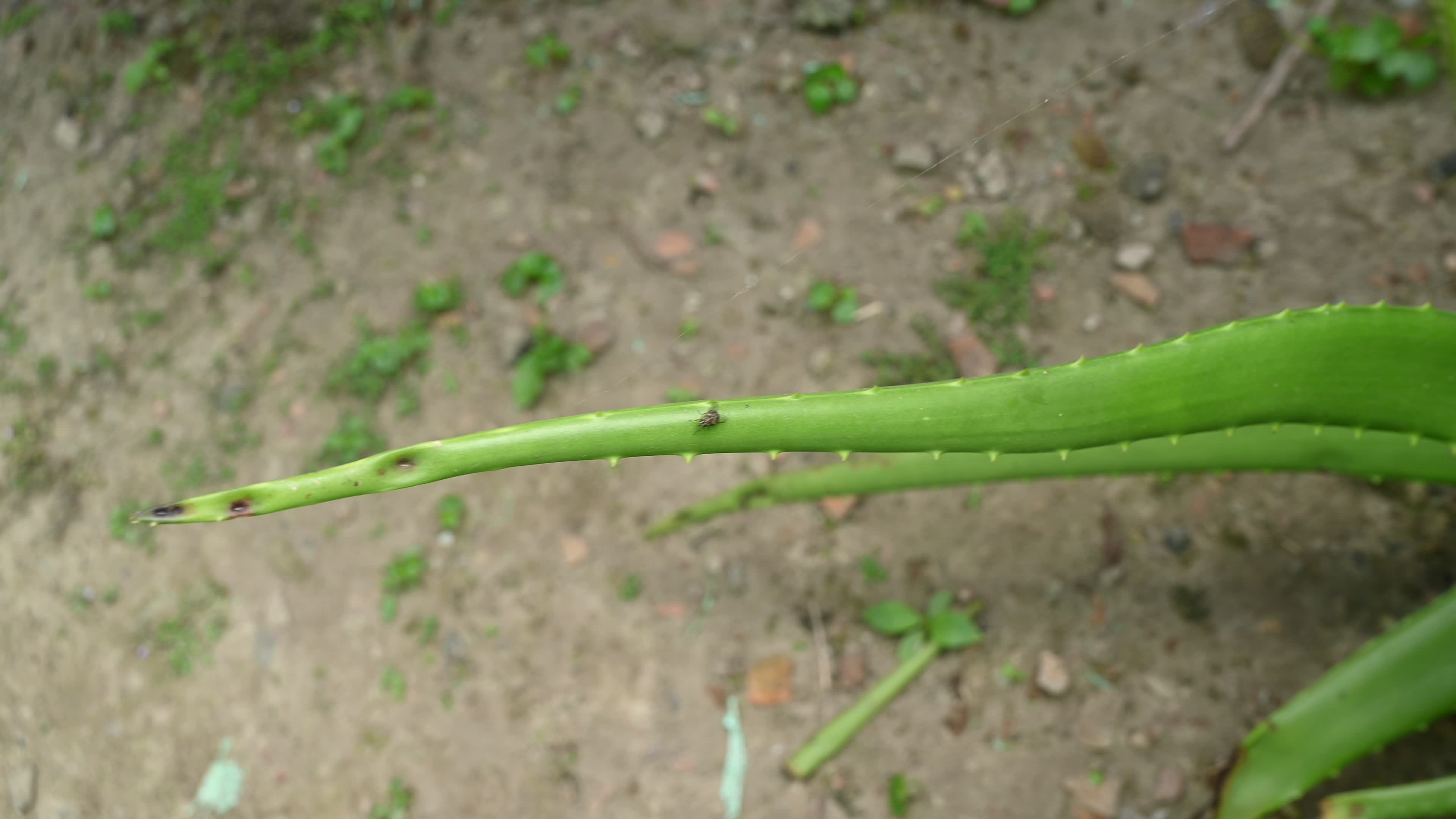 Aloe vera plant - Close-up
