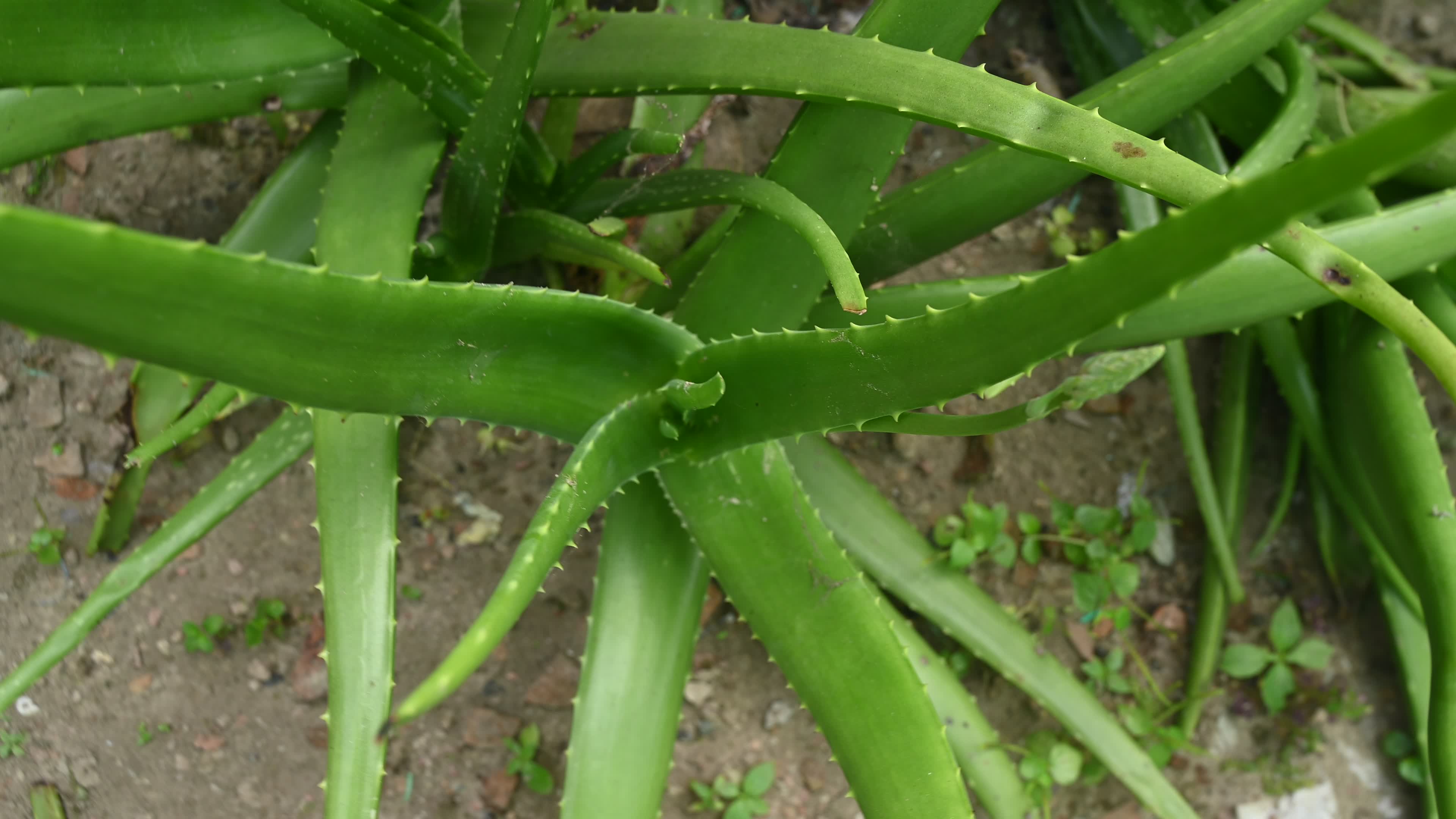 Aloe vera plant - Close-up
