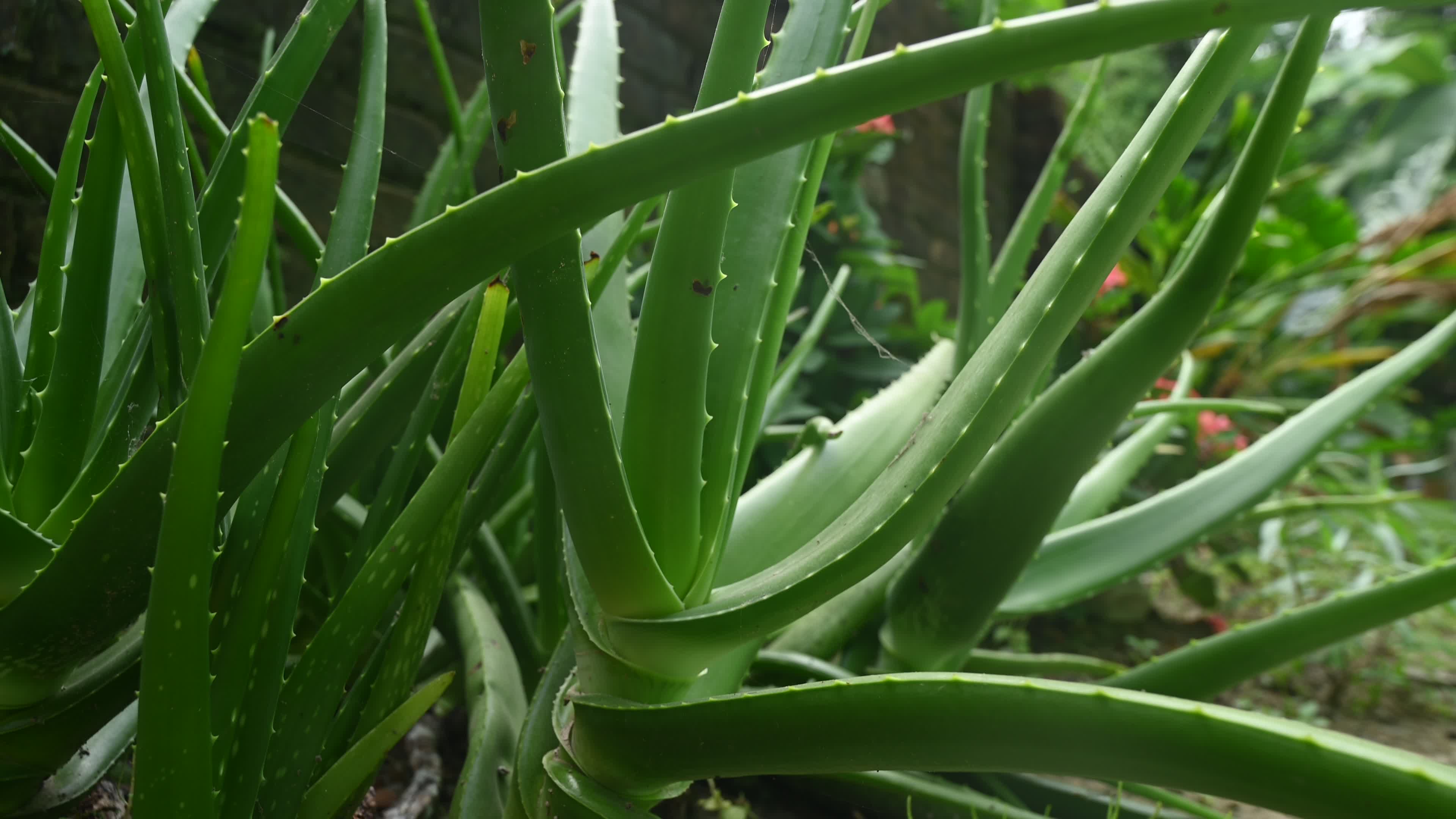 Aloe vera plant - Close-up
