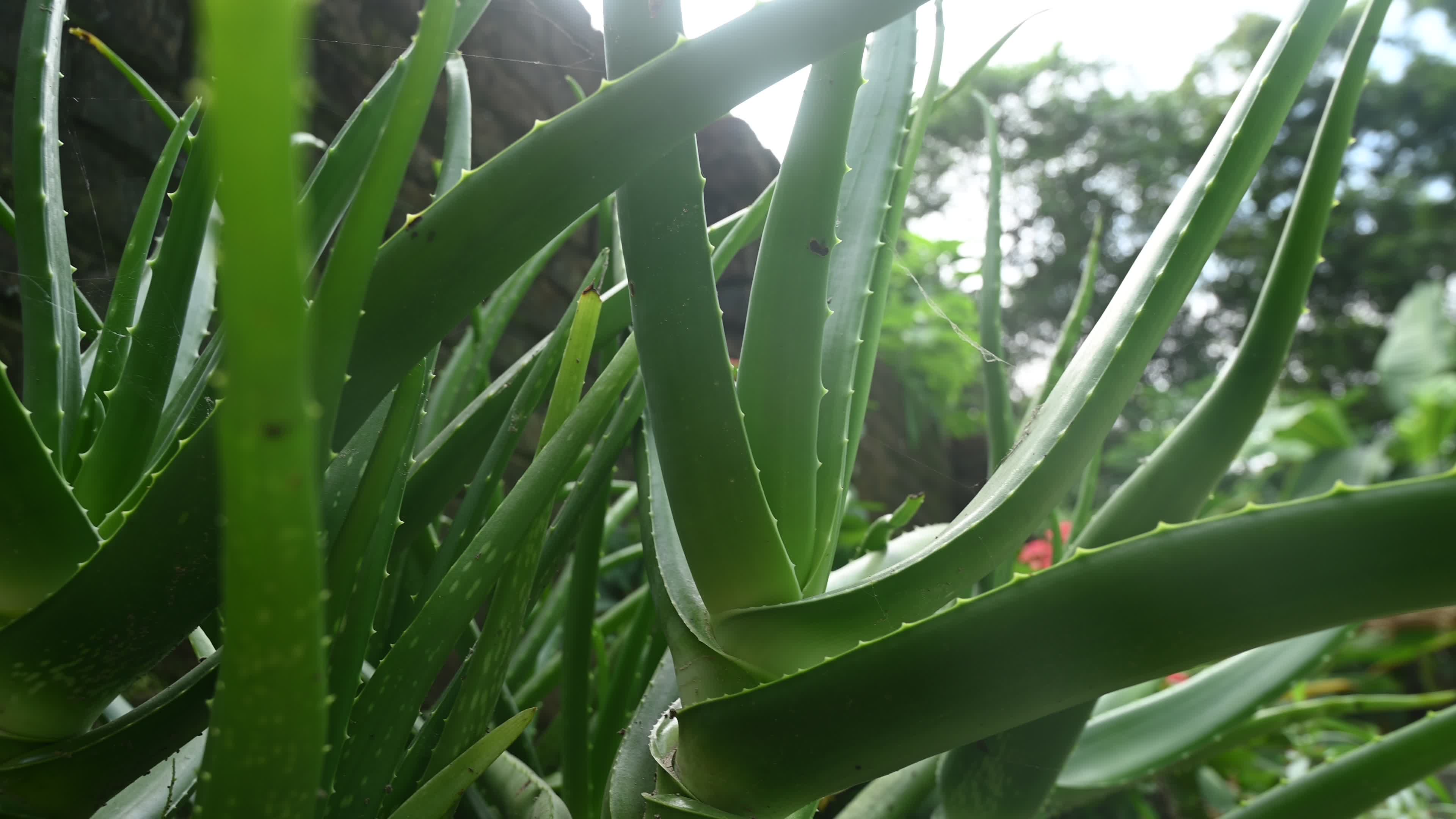 Aloe vera plant - Close-up
