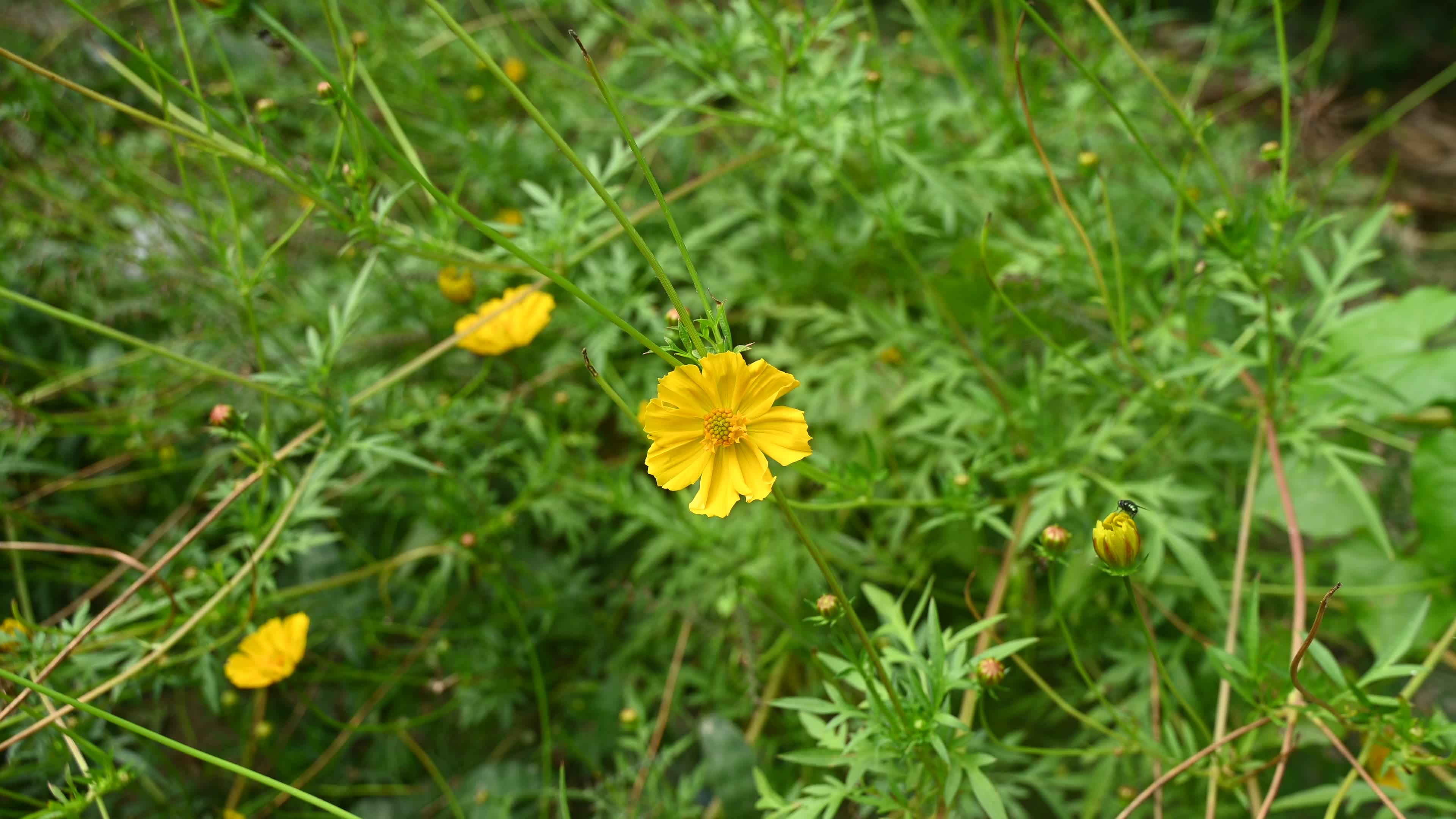 Cosmos sulphureus -  Sulfur Cosmos Plant  - Plant India
