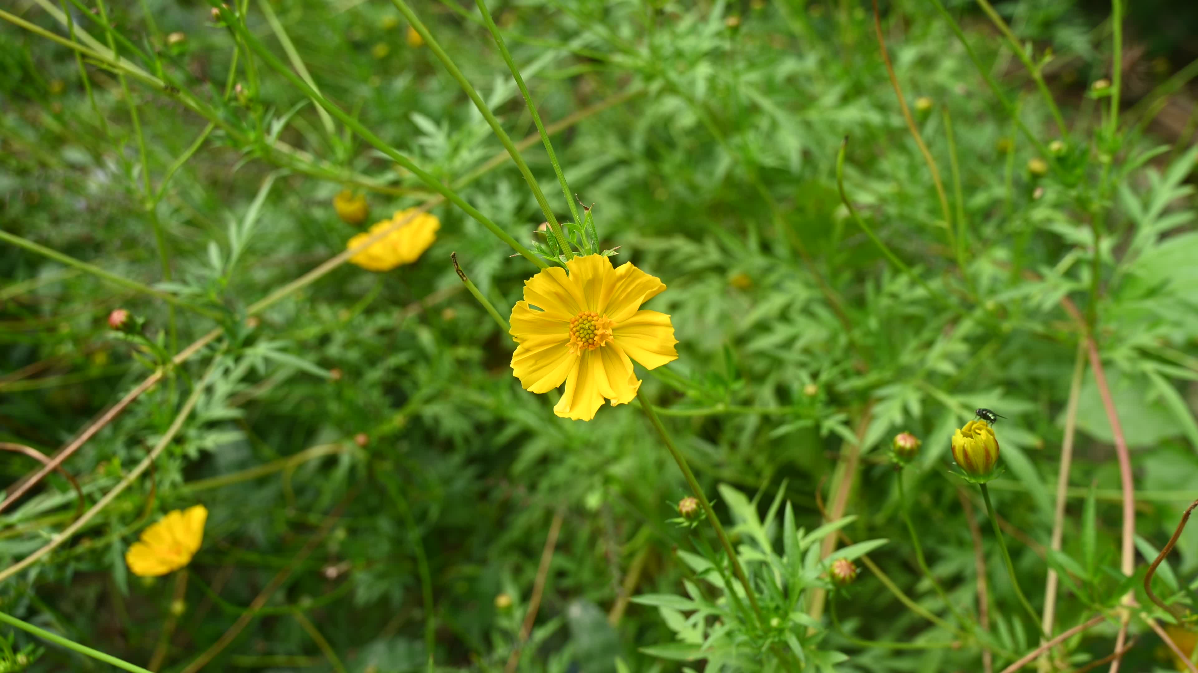 Cosmos sulphureus -  Sulfur Cosmos Plant  - Plant India
