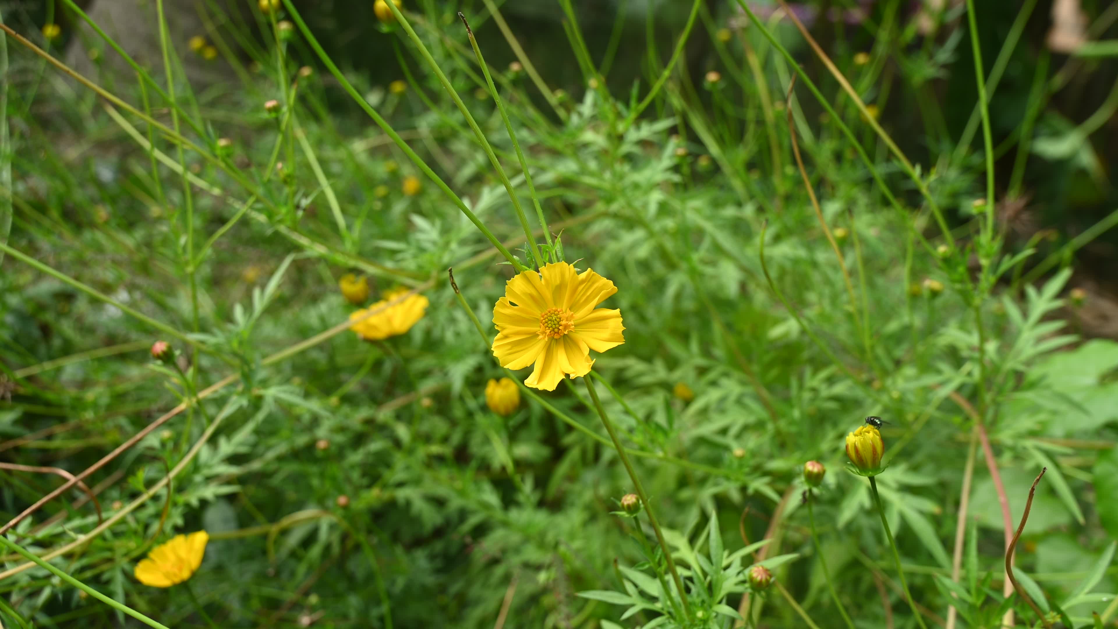 Cosmos sulphureus -  Sulfur Cosmos Plant  - Plant India
