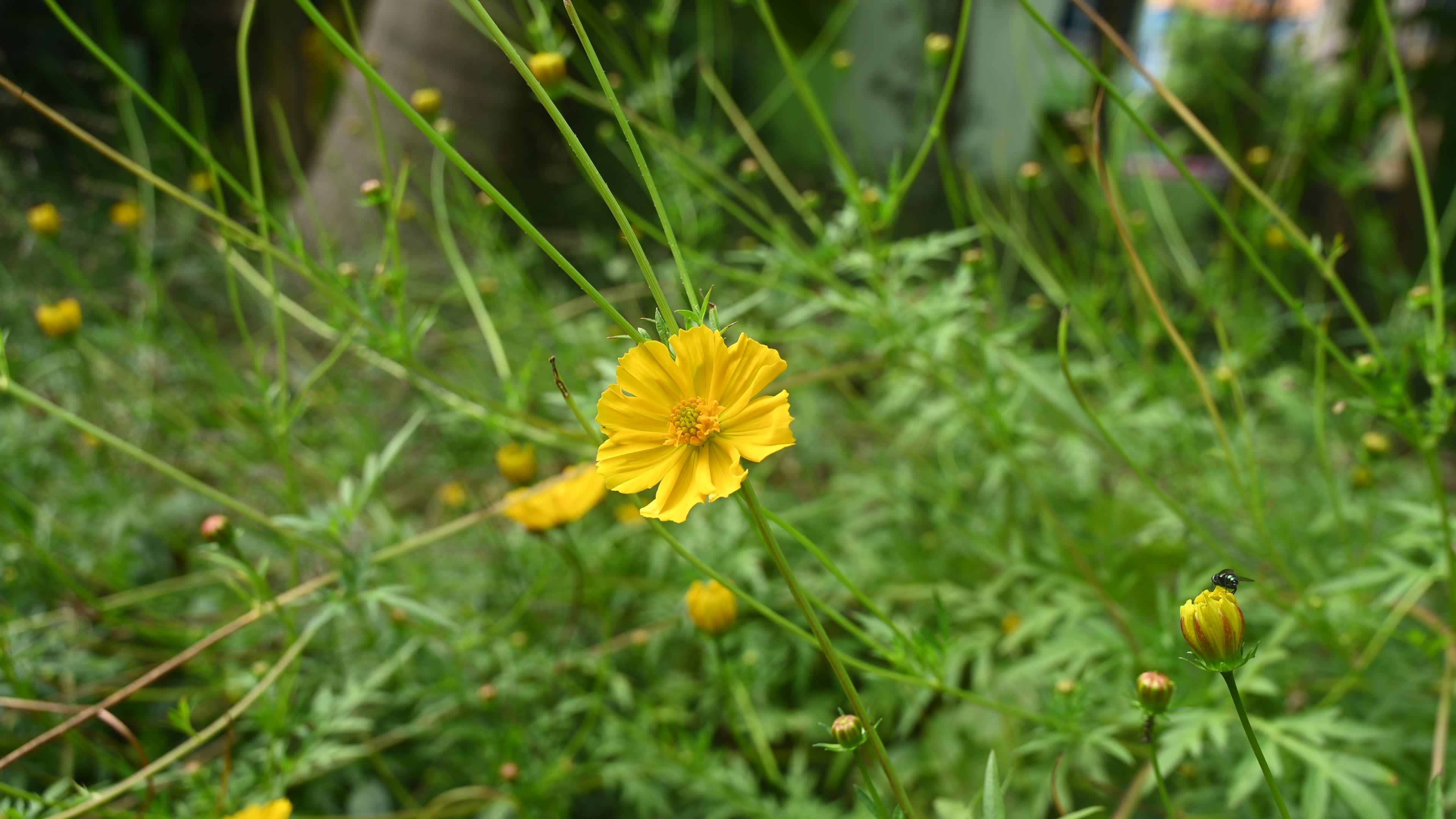 Cosmos sulphureus -  Sulfur Cosmos Plant  - Plant India

