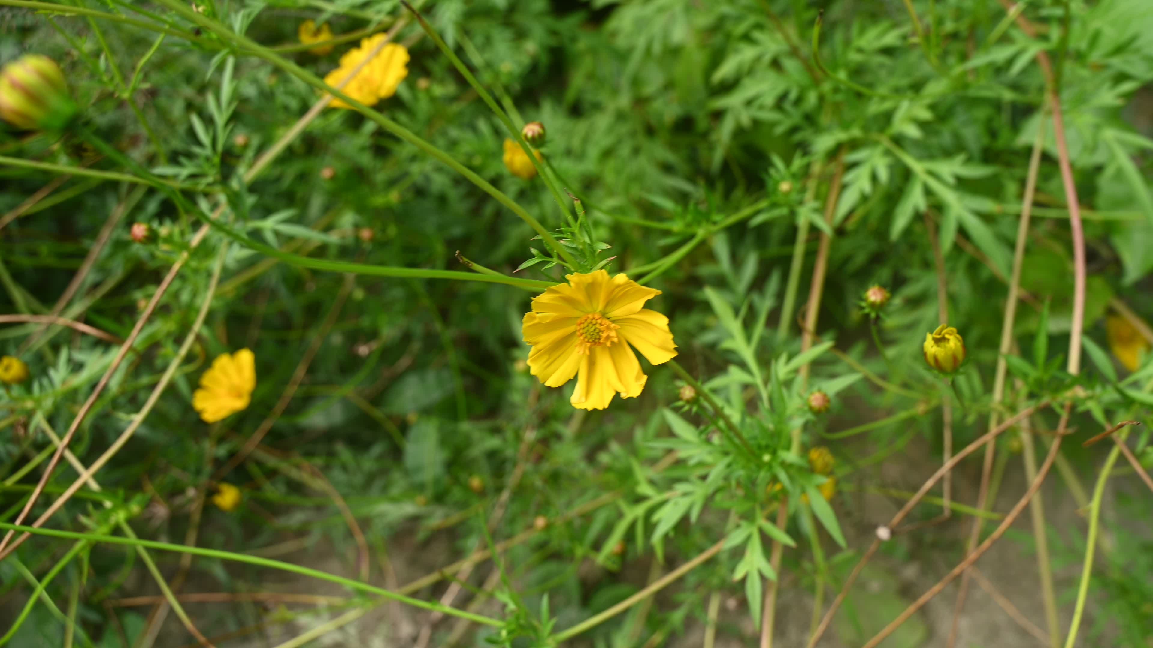Cosmos sulphureus -  Sulfur Cosmos Plant  - Plant India
