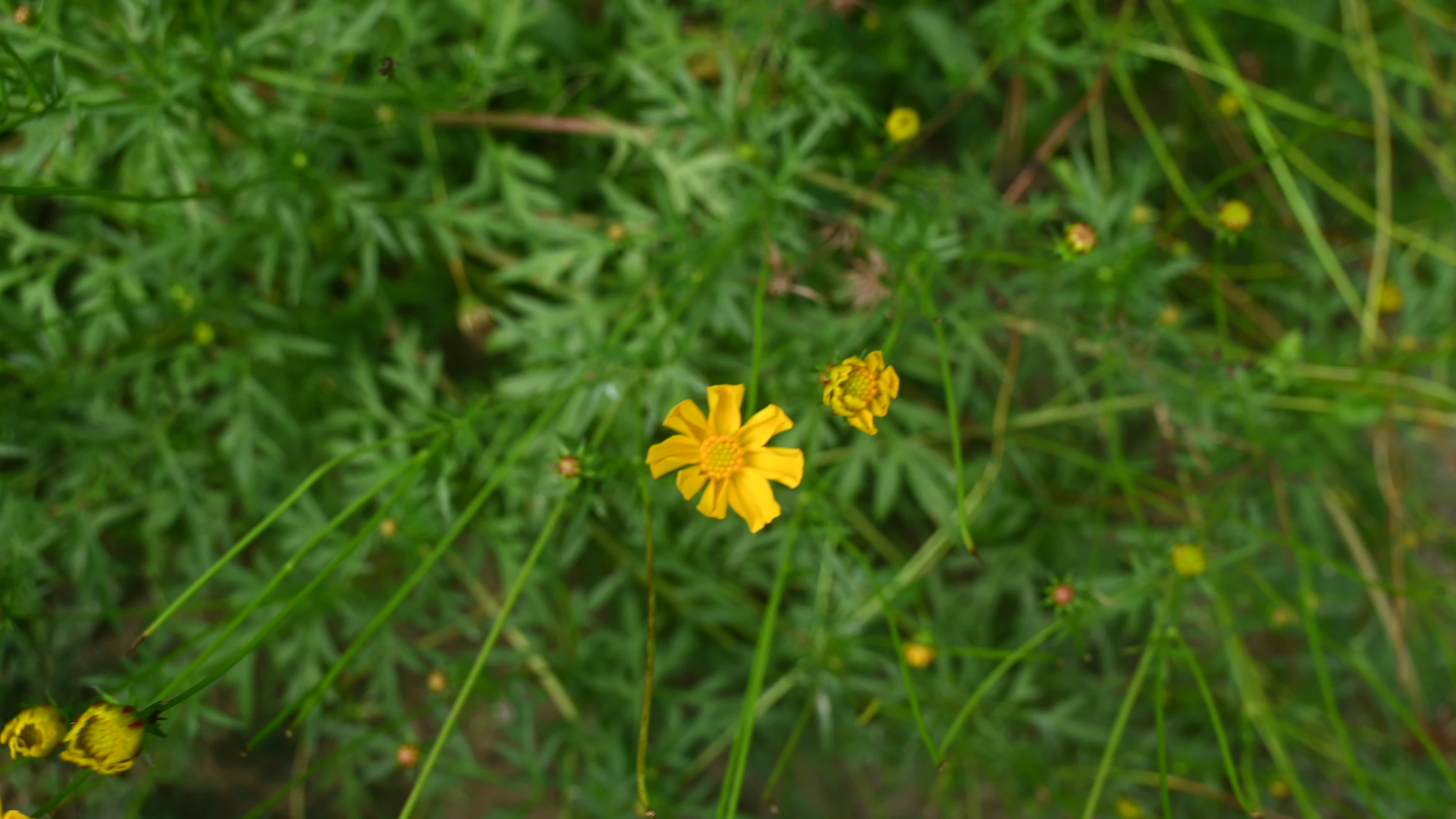 Cosmos sulphureus -  Sulfur Cosmos Plant  - Plant India
