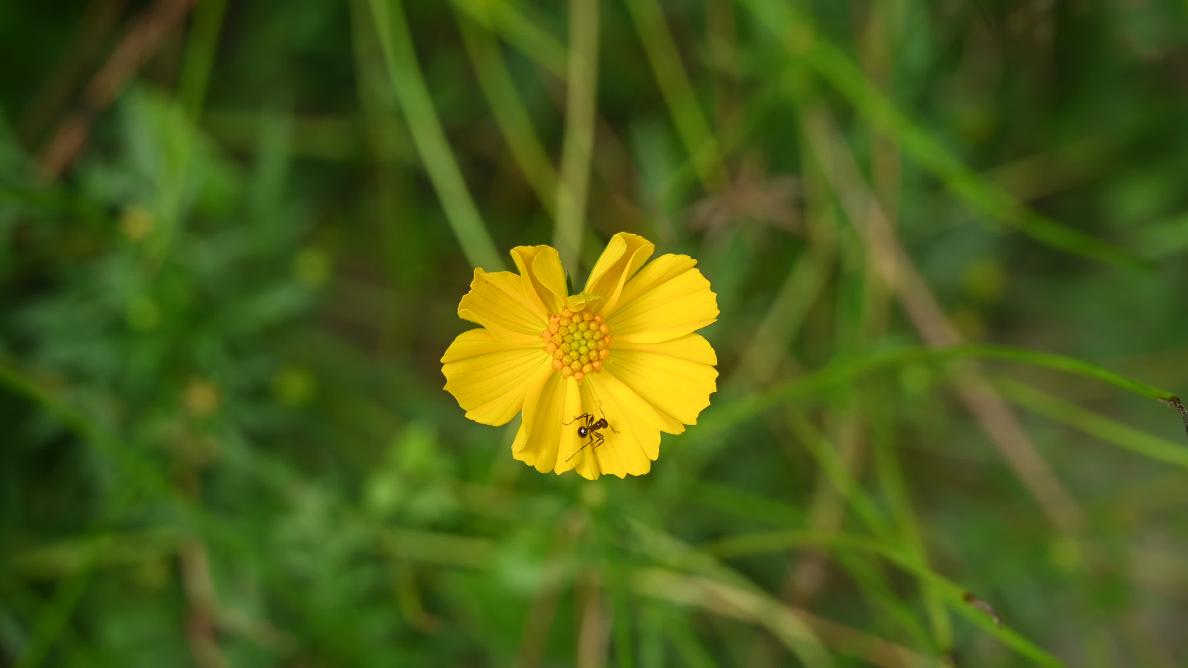 Cosmos sulphureus -  Sulfur Cosmos Plant  - Plant India
