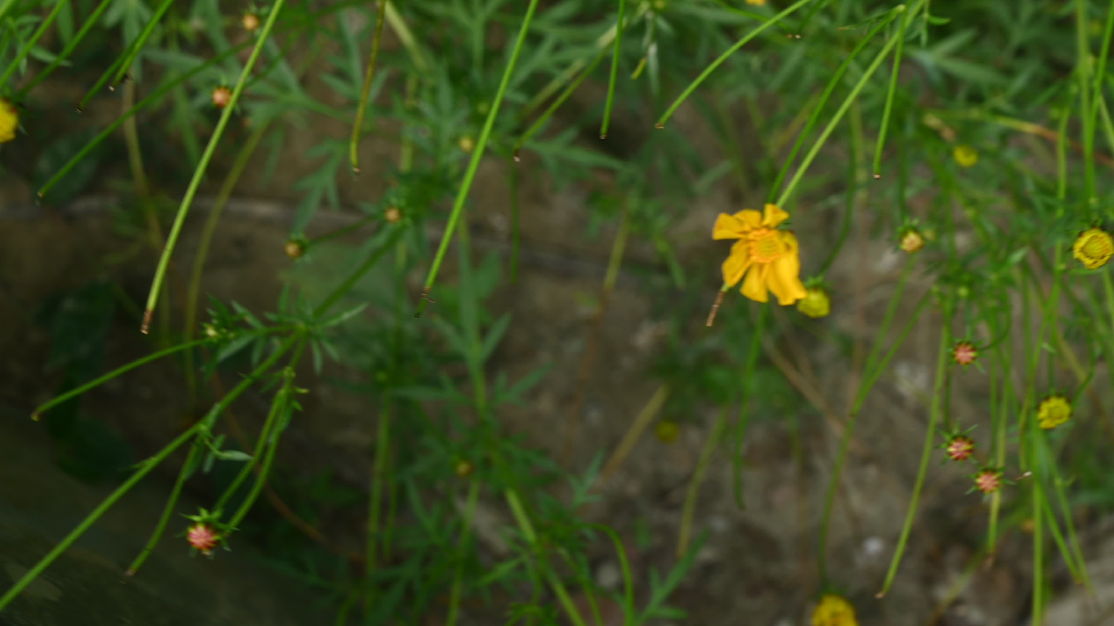 Cosmos sulphureus -  Sulfur Cosmos Plant  - Plant India
