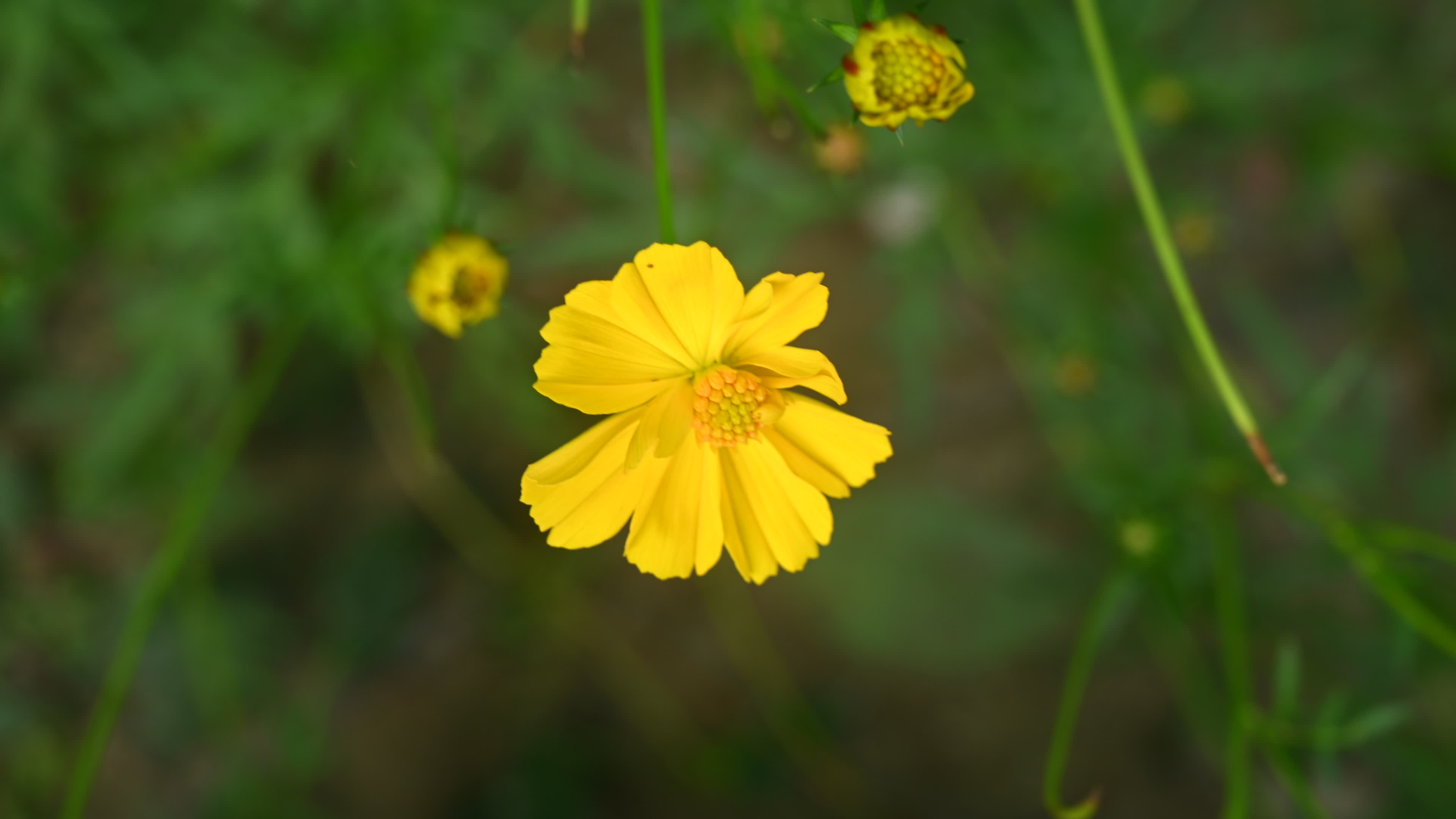 Cosmos sulphureus -  Sulfur Cosmos Plant  - Plant India
