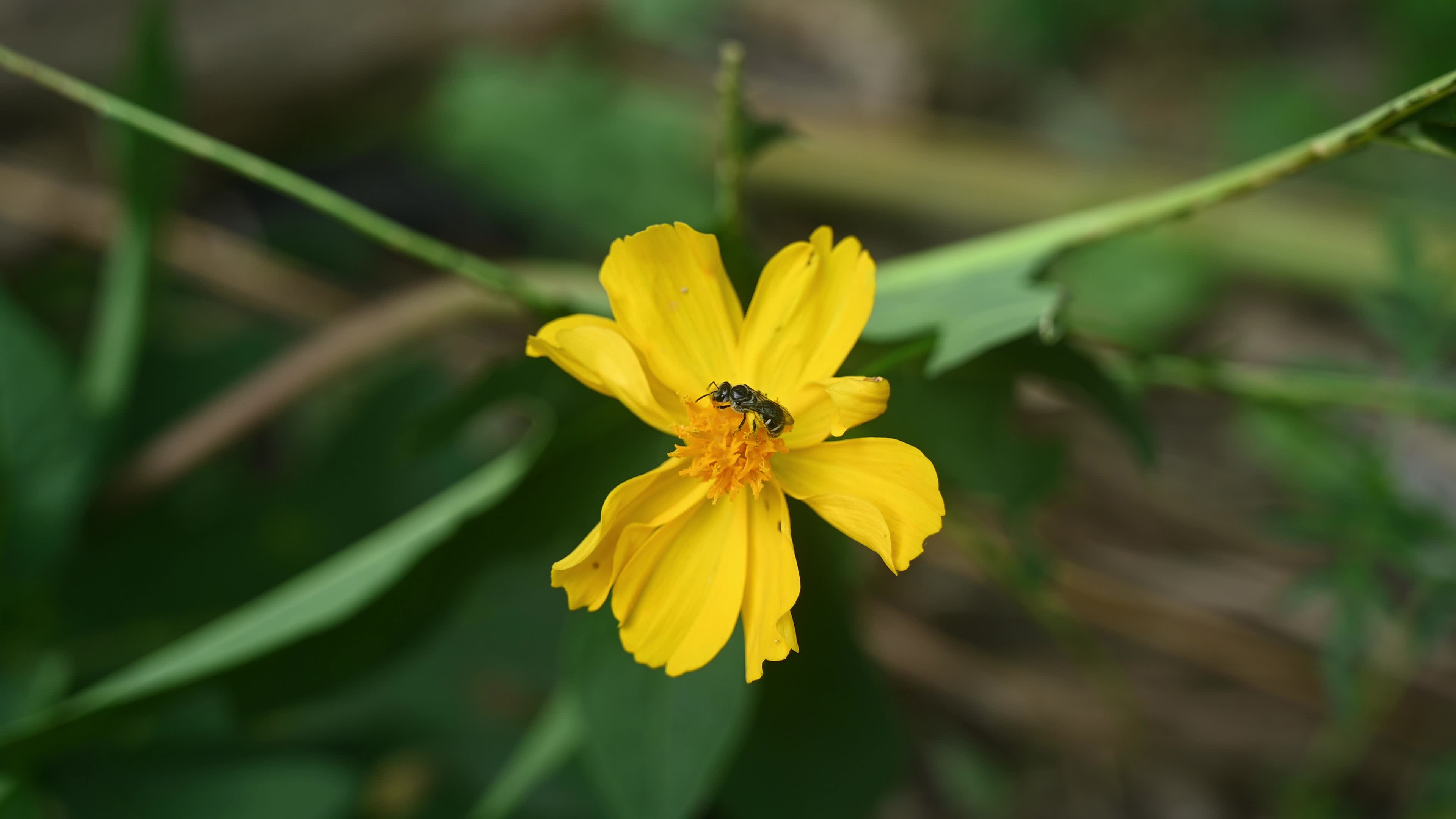 Sweat bees - Halictidae - Cosmos sulphureus - Sulfur Cosmos Plant 
