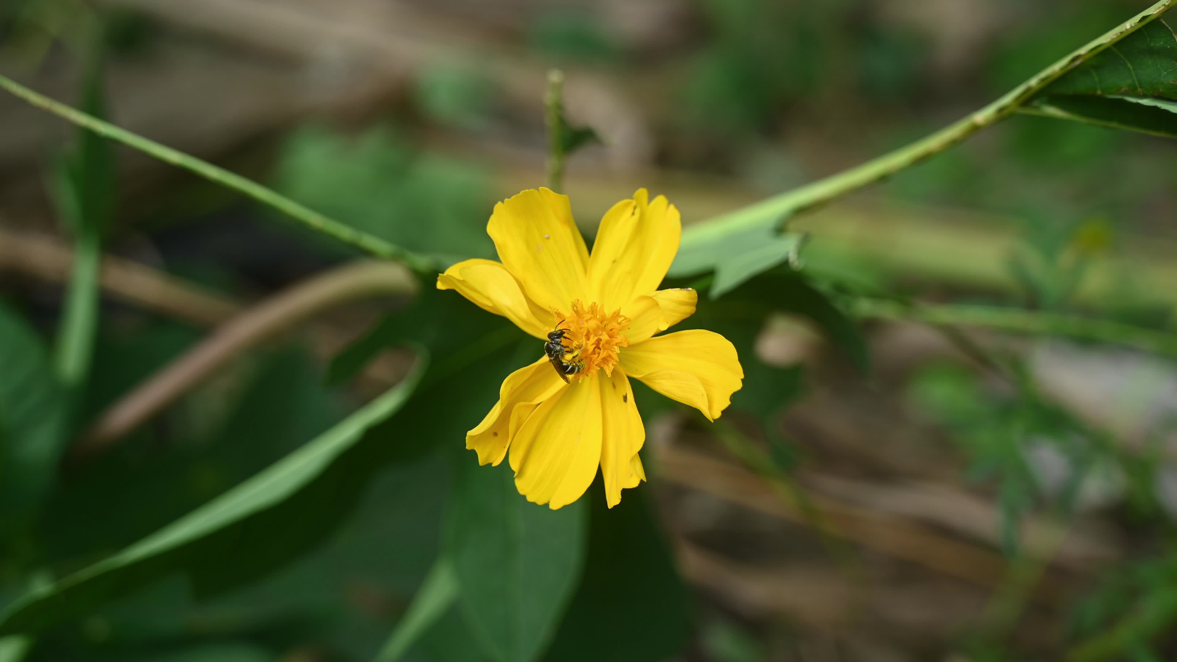 Sweat bees - Halictidae - Cosmos sulphureus - Sulfur Cosmos Plant 
