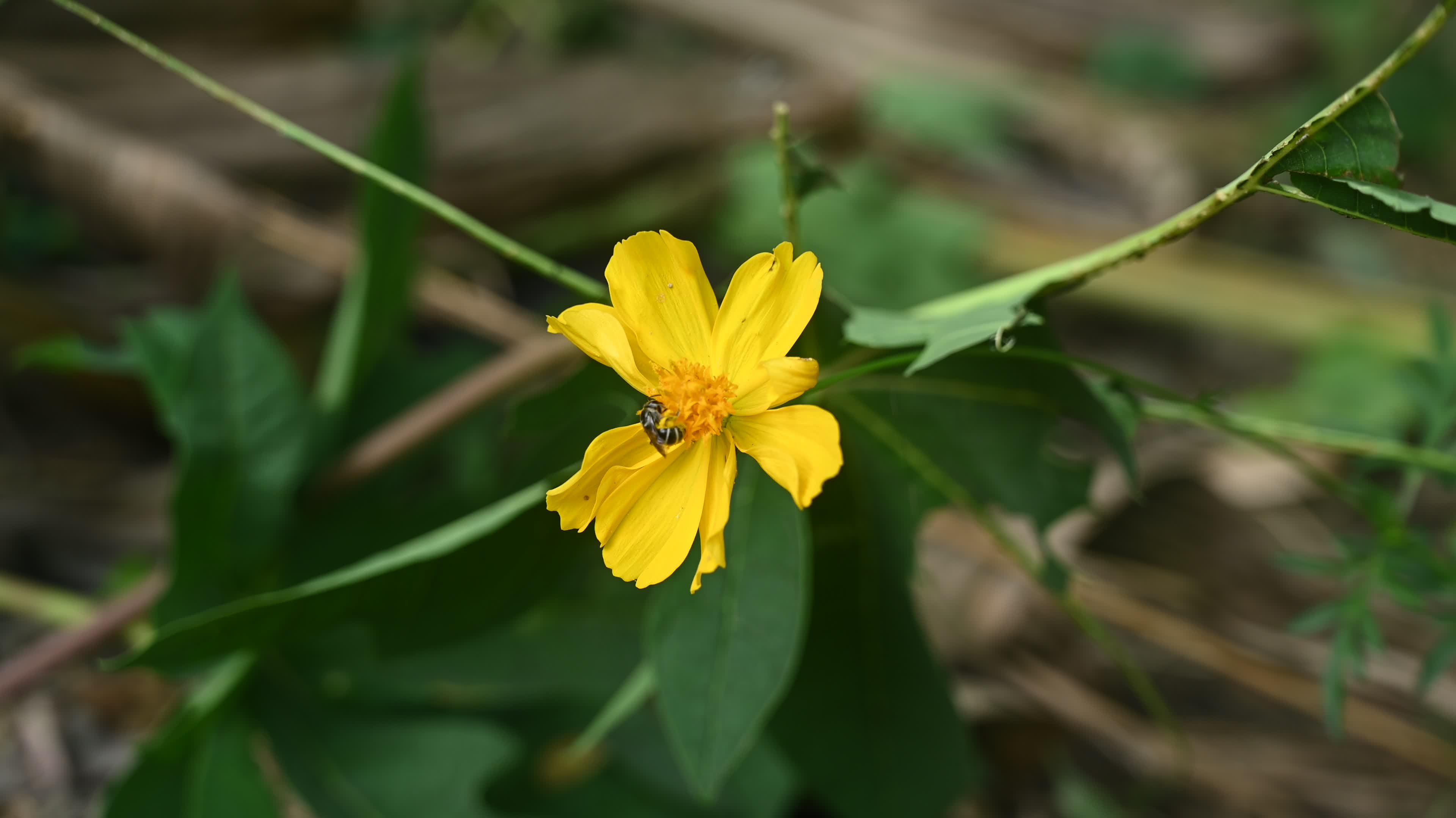 Sweat bees - Halictidae - Cosmos sulphureus - Sulfur Cosmos Plant 
