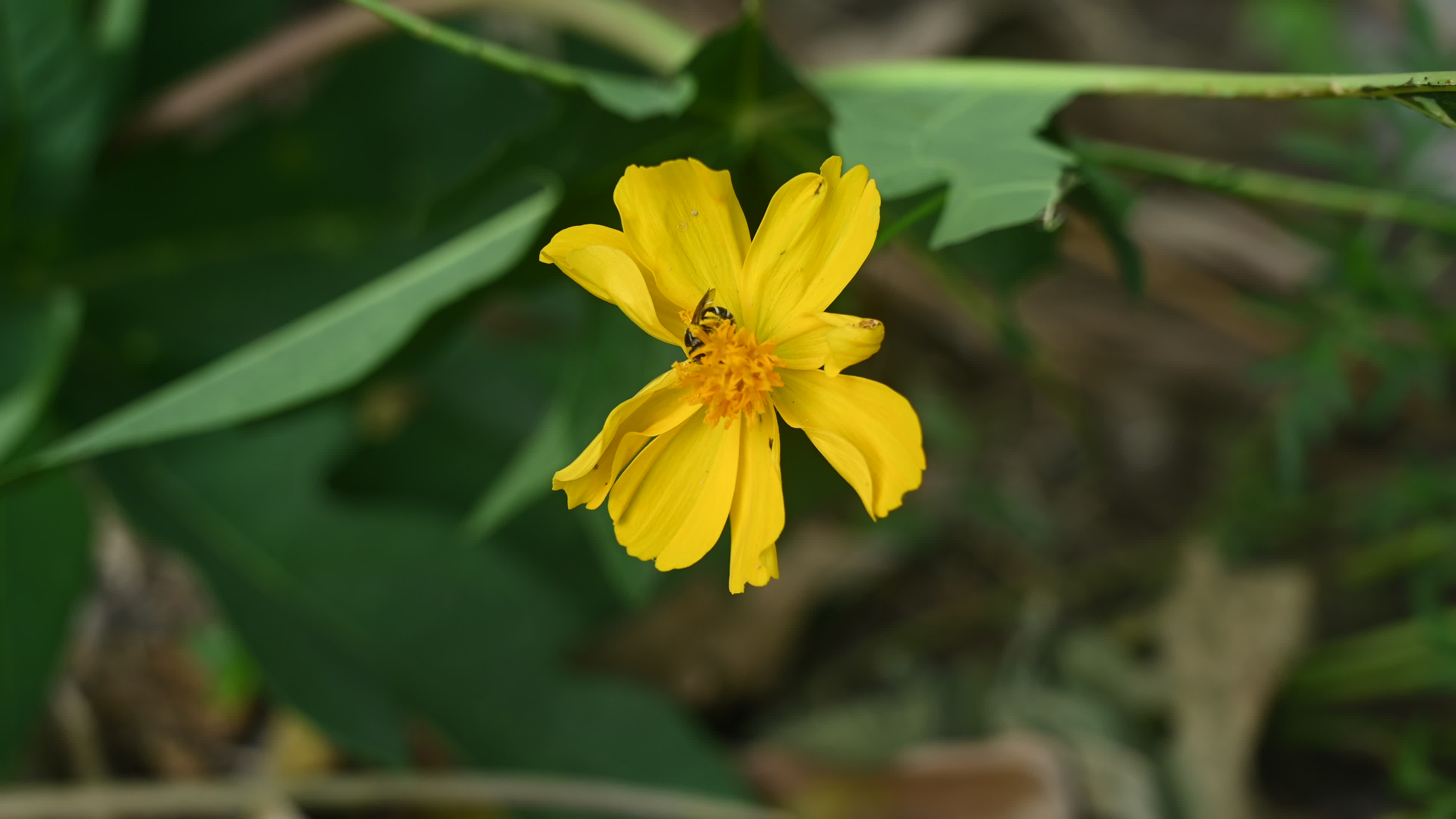 Sweat bees - Halictidae - Cosmos sulphureus - Sulfur Cosmos Plant 
