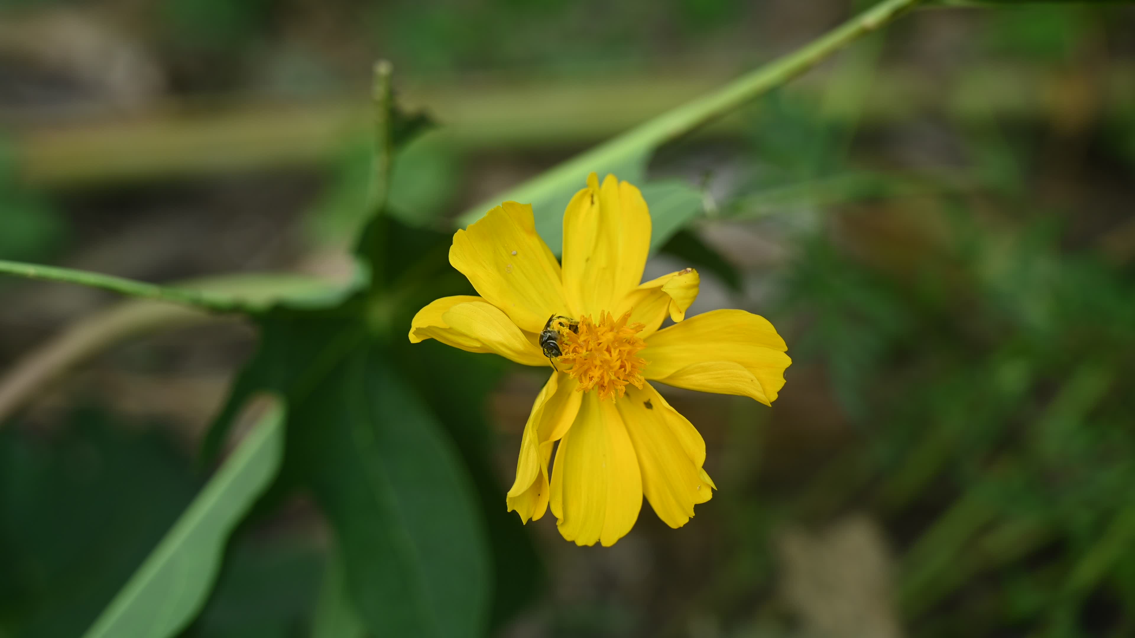Sweat bees - Halictidae - Cosmos sulphureus - Sulfur Cosmos Plant 
