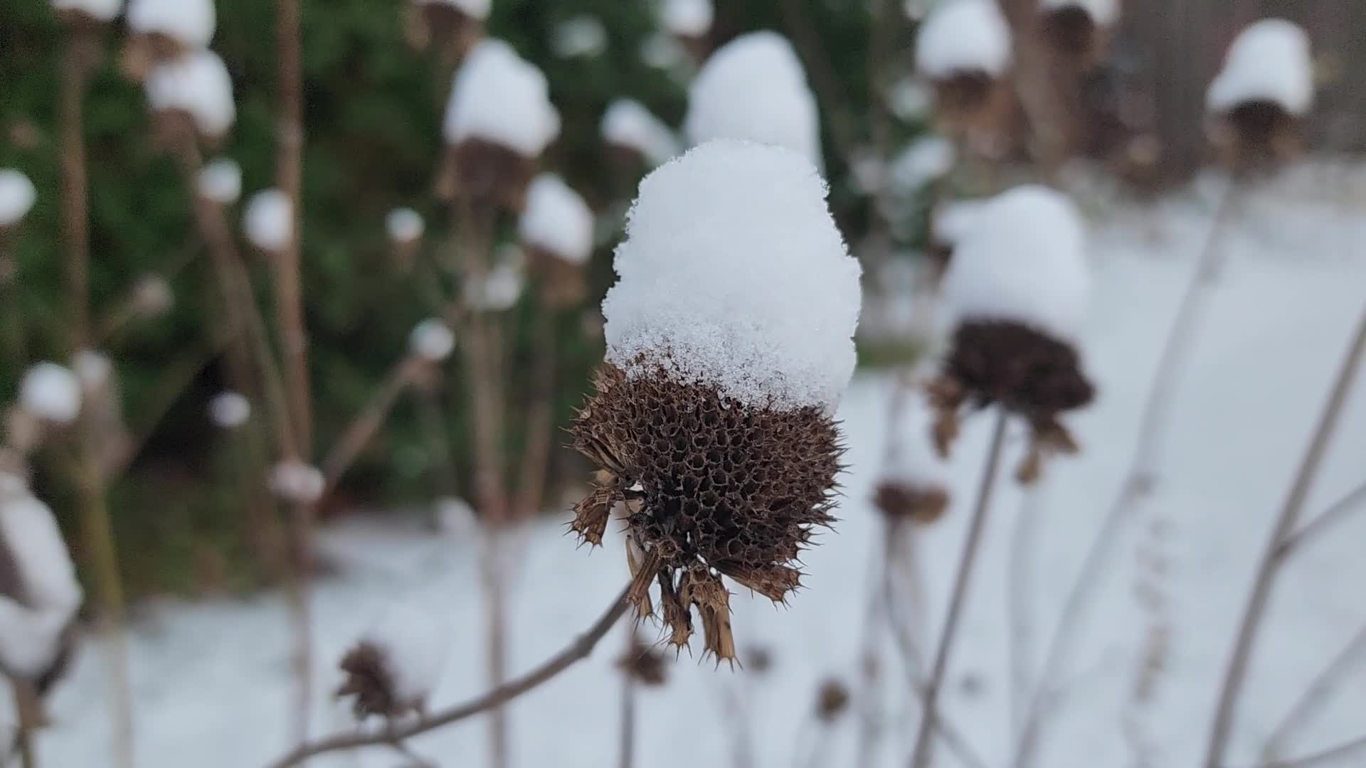 First snowfall of the season in Toronto, Canada