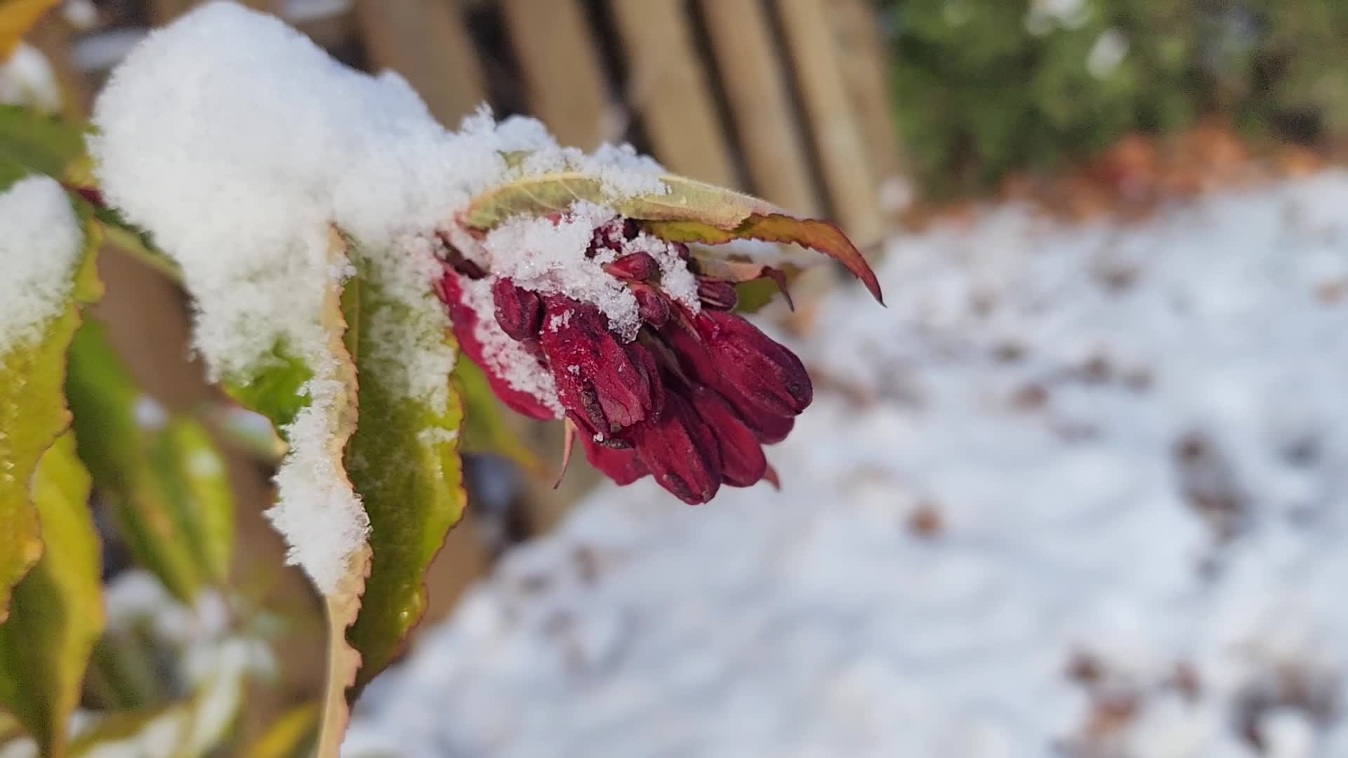 First snowfall of the season in Toronto, Canada