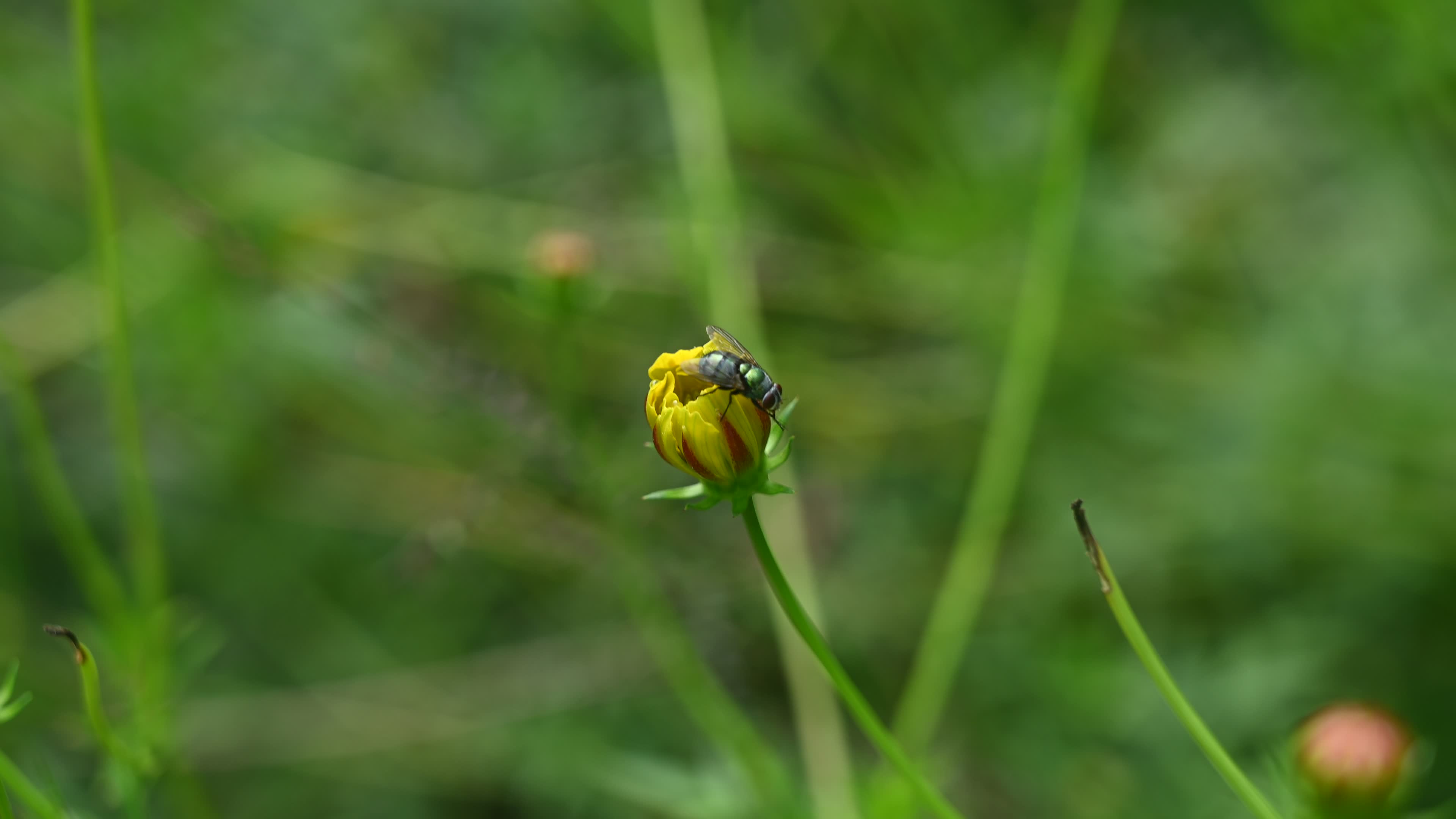 Sulfur Cosmos Plant - Cosmos Sulphureus - Common green bottle fly - Lucilia sericata
